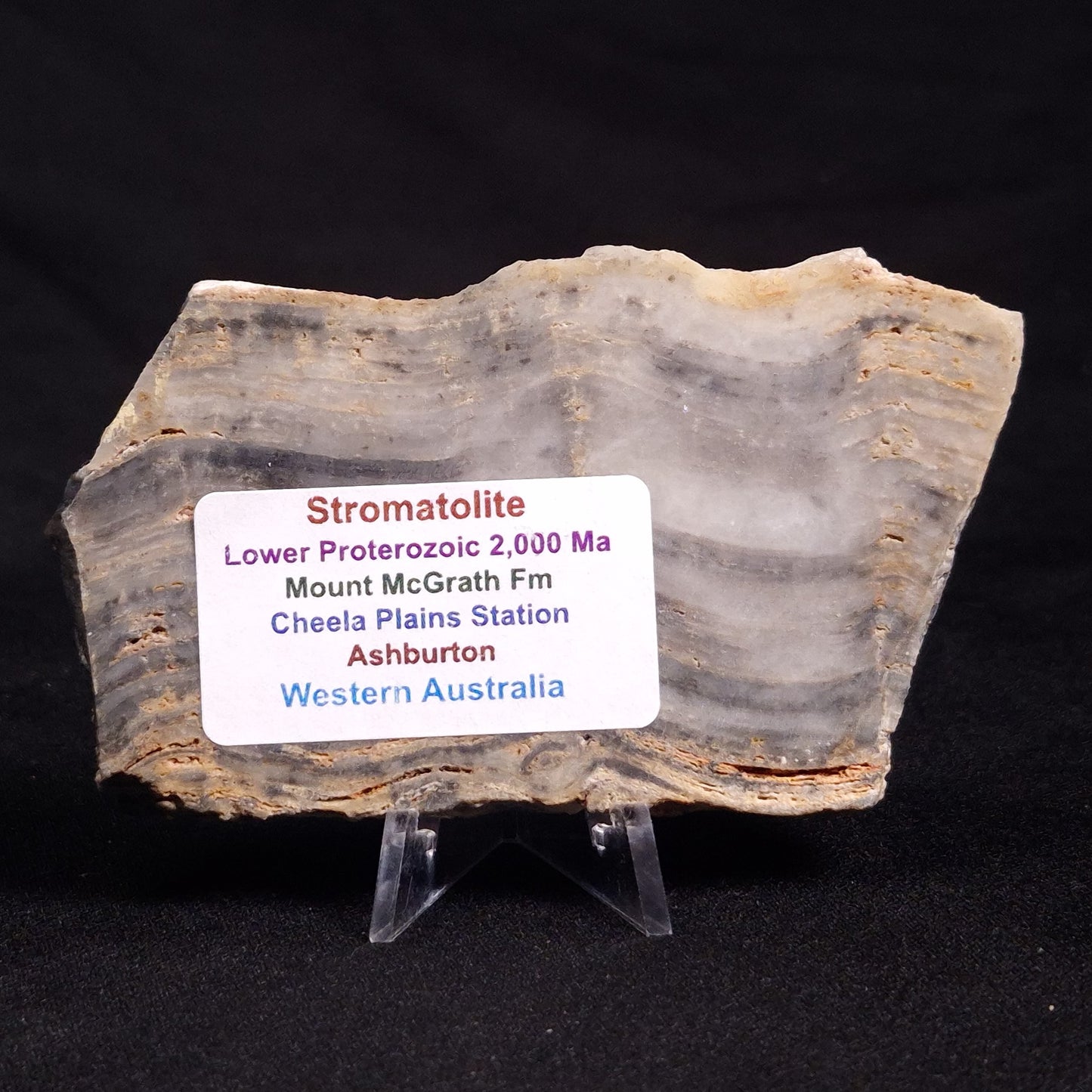 MOUNT MCGRATH STROMATOLITE, Lower Proterozoic, Australia ZMG023