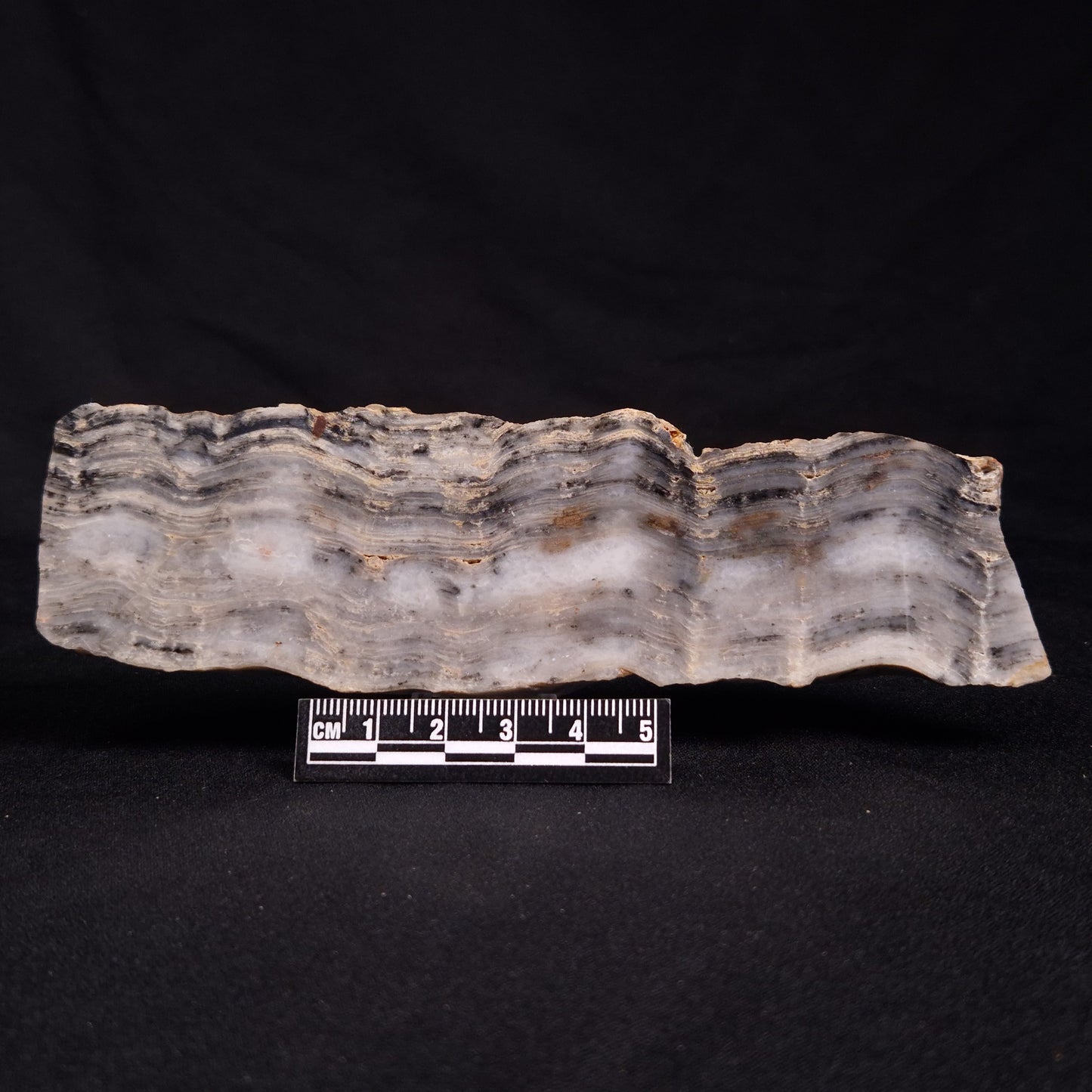 MOUNT MCGRATH STROMATOLITE, Lower Proterozoic, Australia ZMG024