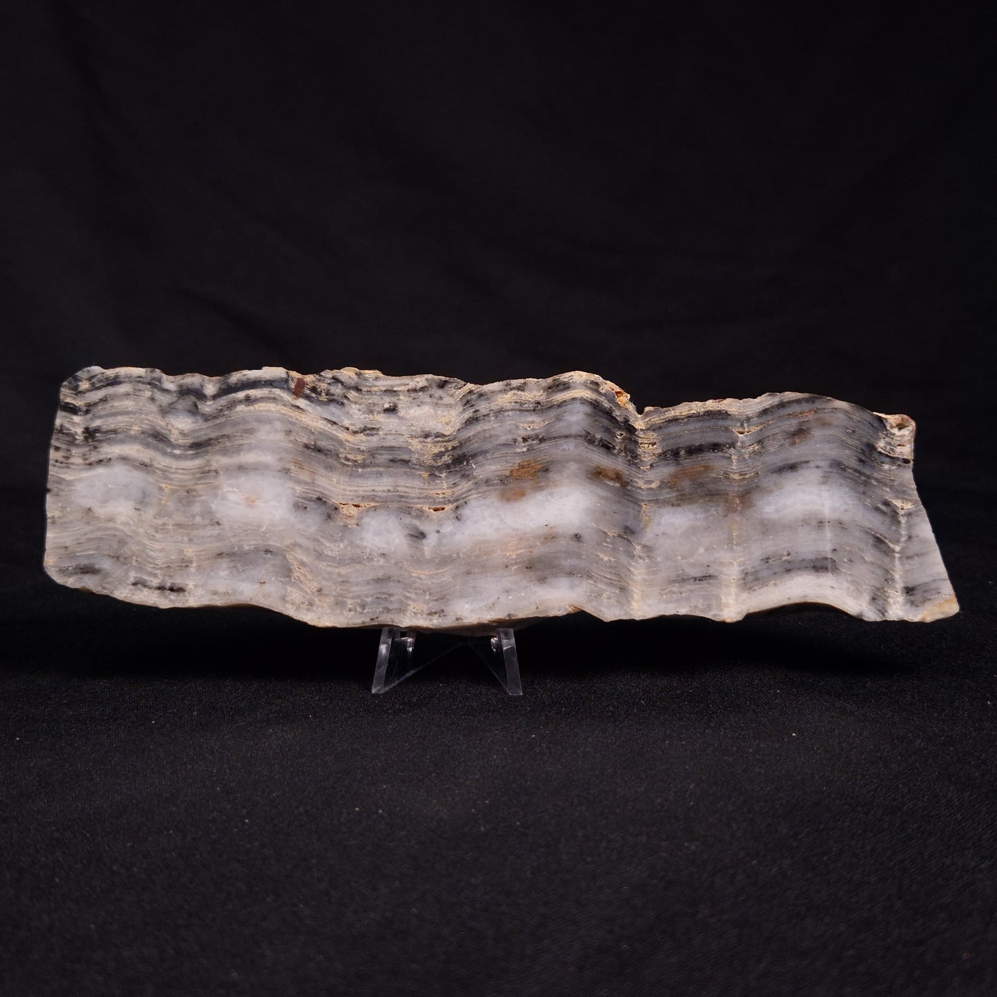 MOUNT MCGRATH STROMATOLITE, Lower Proterozoic, Australia ZMG024