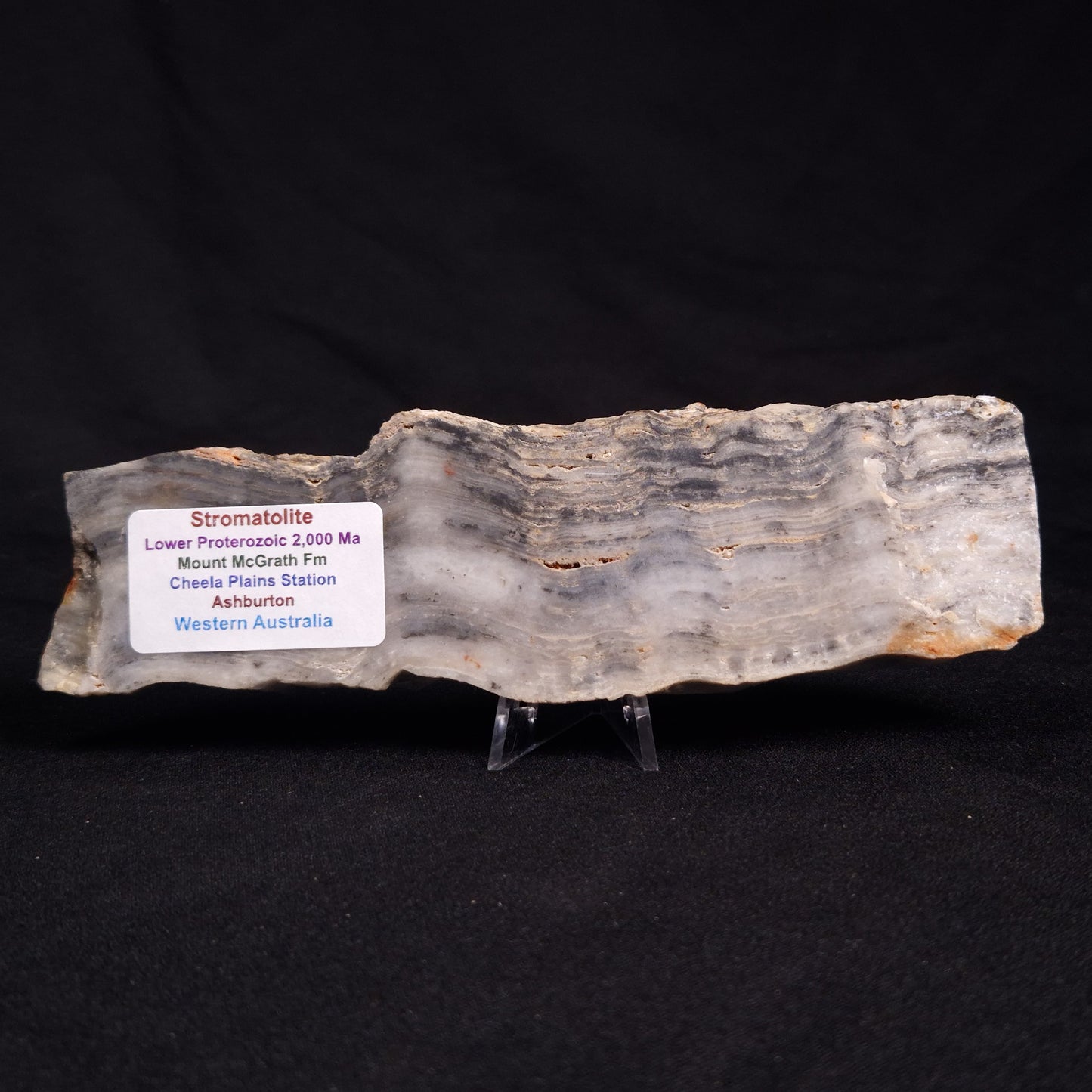 MOUNT MCGRATH STROMATOLITE, Lower Proterozoic, Australia ZMG024