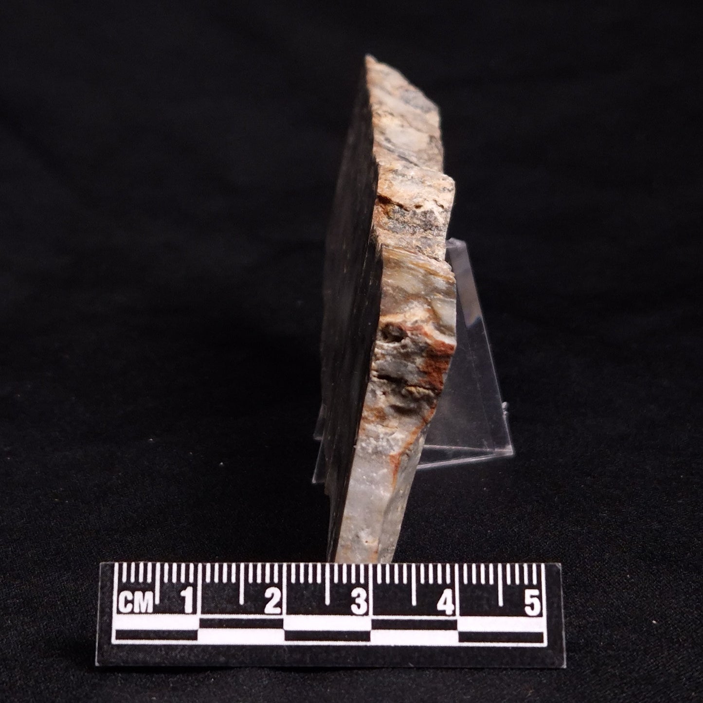 MOUNT MCGRATH STROMATOLITE, Lower Proterozoic, Australia ZMG024