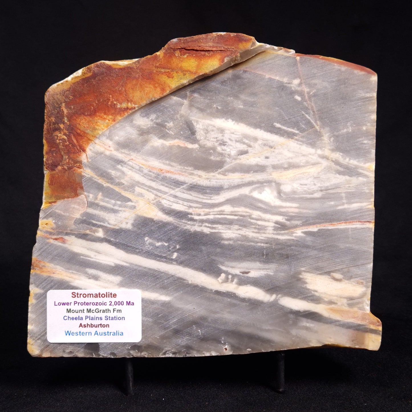 MOUNT MCGRATH STROMATOLITE, Lower Proterozoic, Australia ZMG025