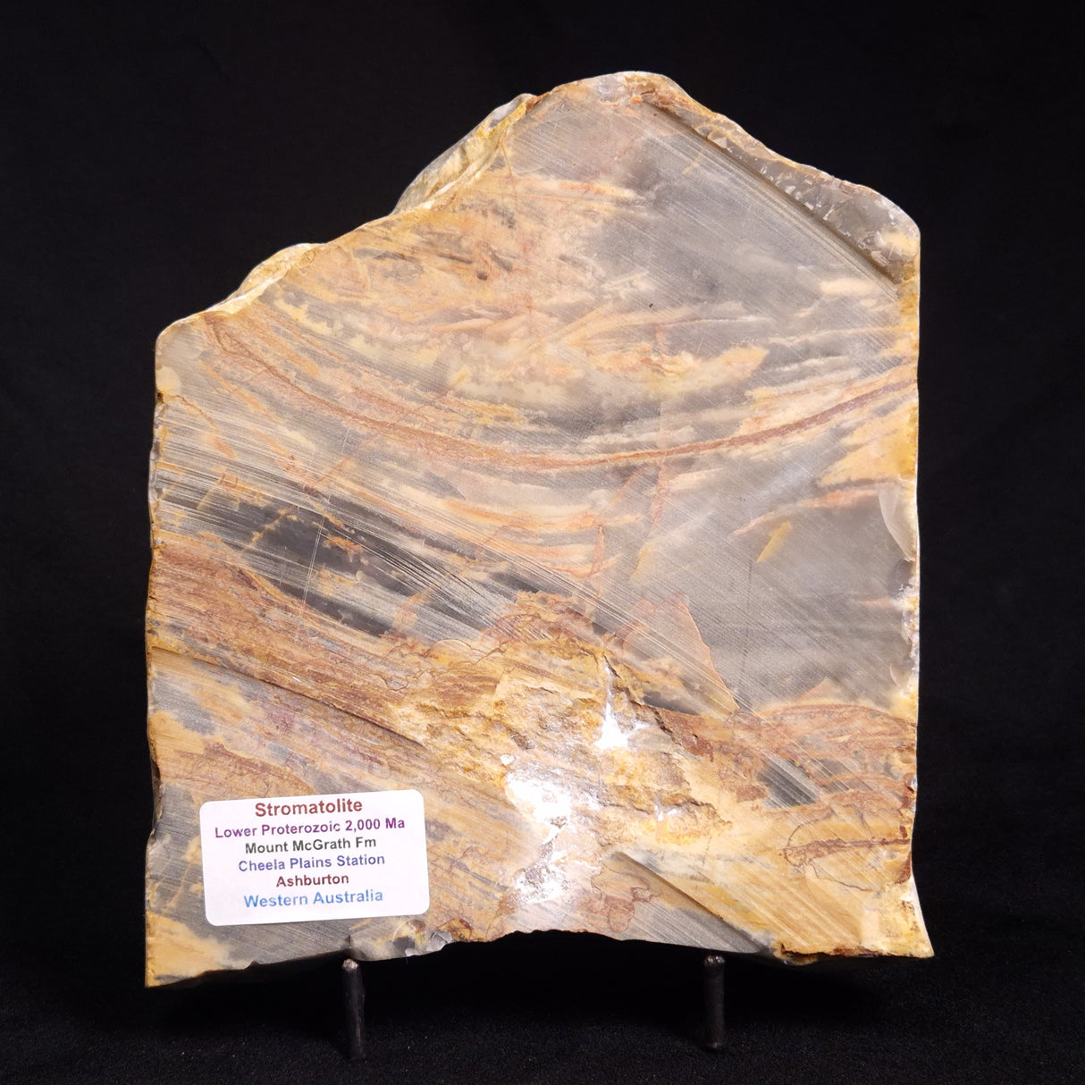 MOUNT MCGRATH STROMATOLITE, Lower Proterozoic, Australia ZMG026