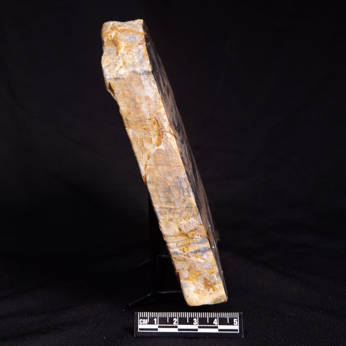 MOUNT MCGRATH STROMATOLITE, Lower Proterozoic, Australia ZMG026