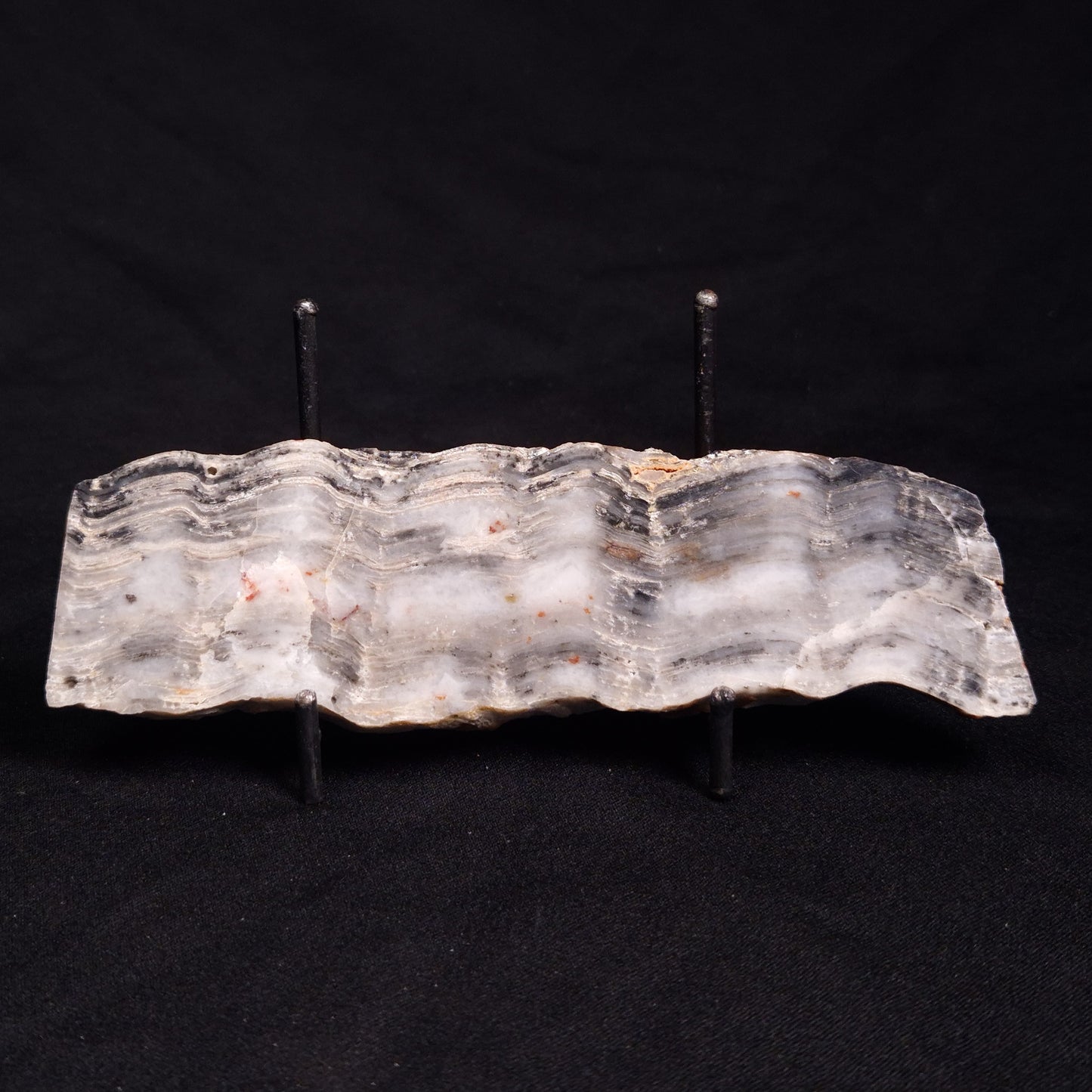 MOUNT MCGRATH STROMATOLITE, Lower Proterozoic, Australia ZMG028