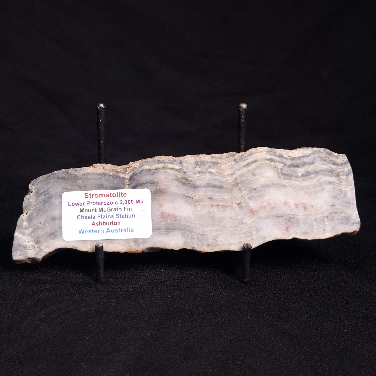 MOUNT MCGRATH STROMATOLITE, Lower Proterozoic, Australia ZMG028