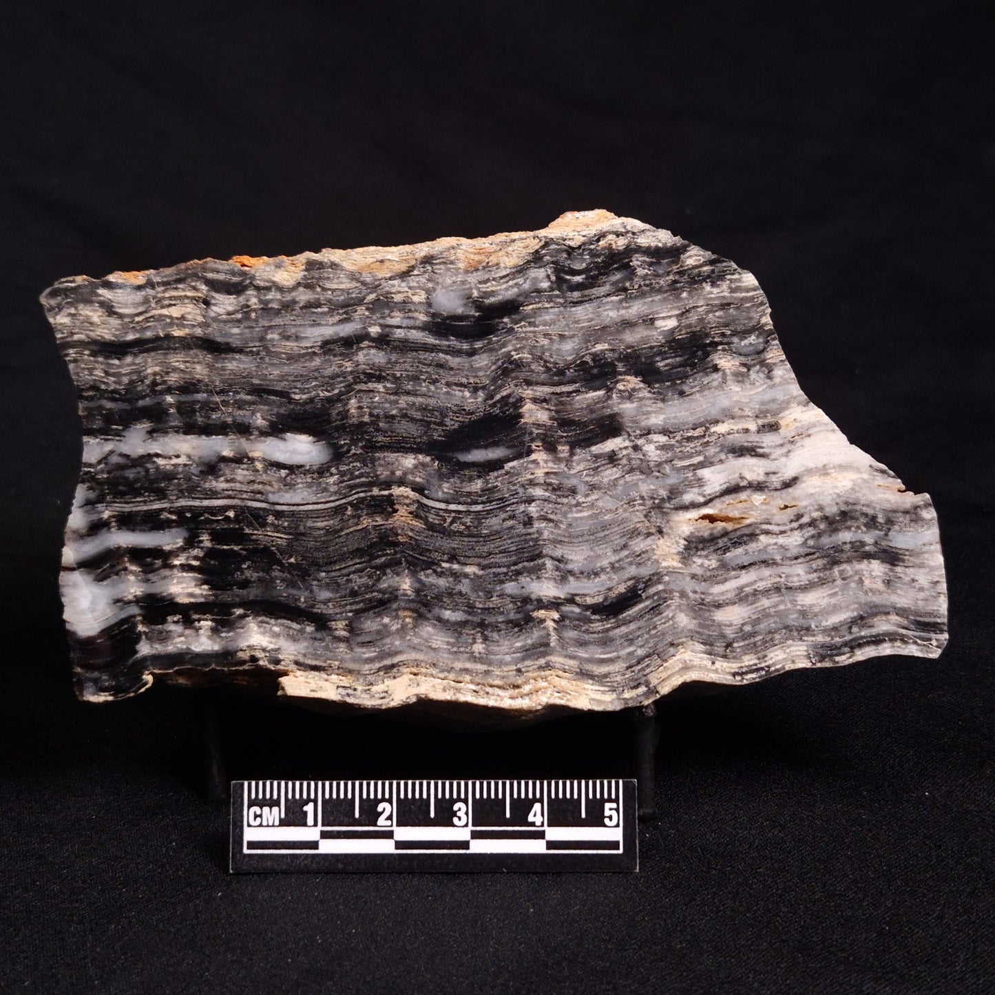 MOUNT MCGRATH STROMATOLITE, Lower Proterozoic, Australia ZMG030