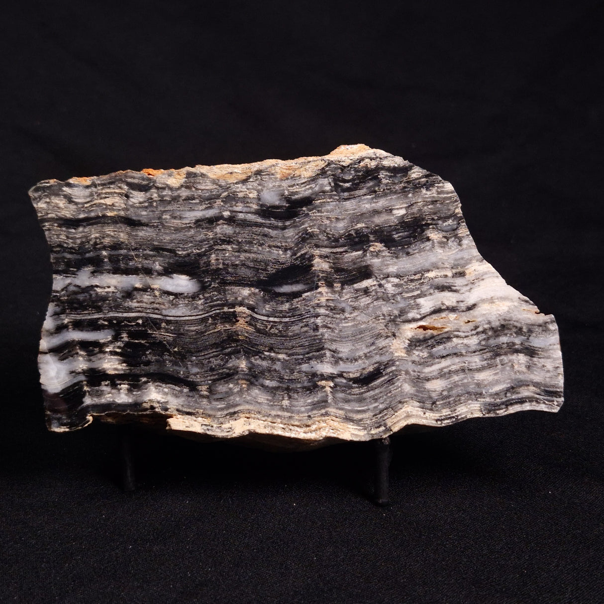 MOUNT MCGRATH STROMATOLITE, Lower Proterozoic, Australia ZMG030