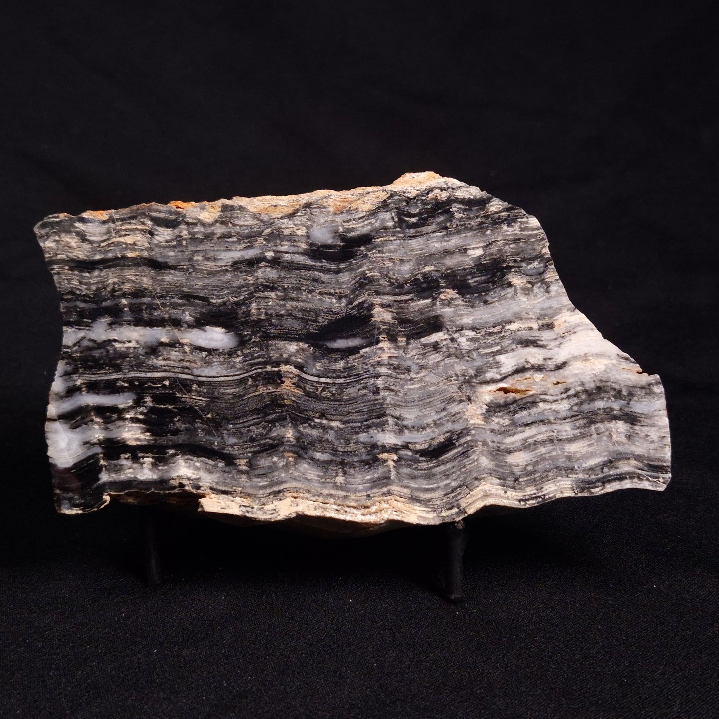 MOUNT MCGRATH STROMATOLITE, Lower Proterozoic, Australia ZMG030
