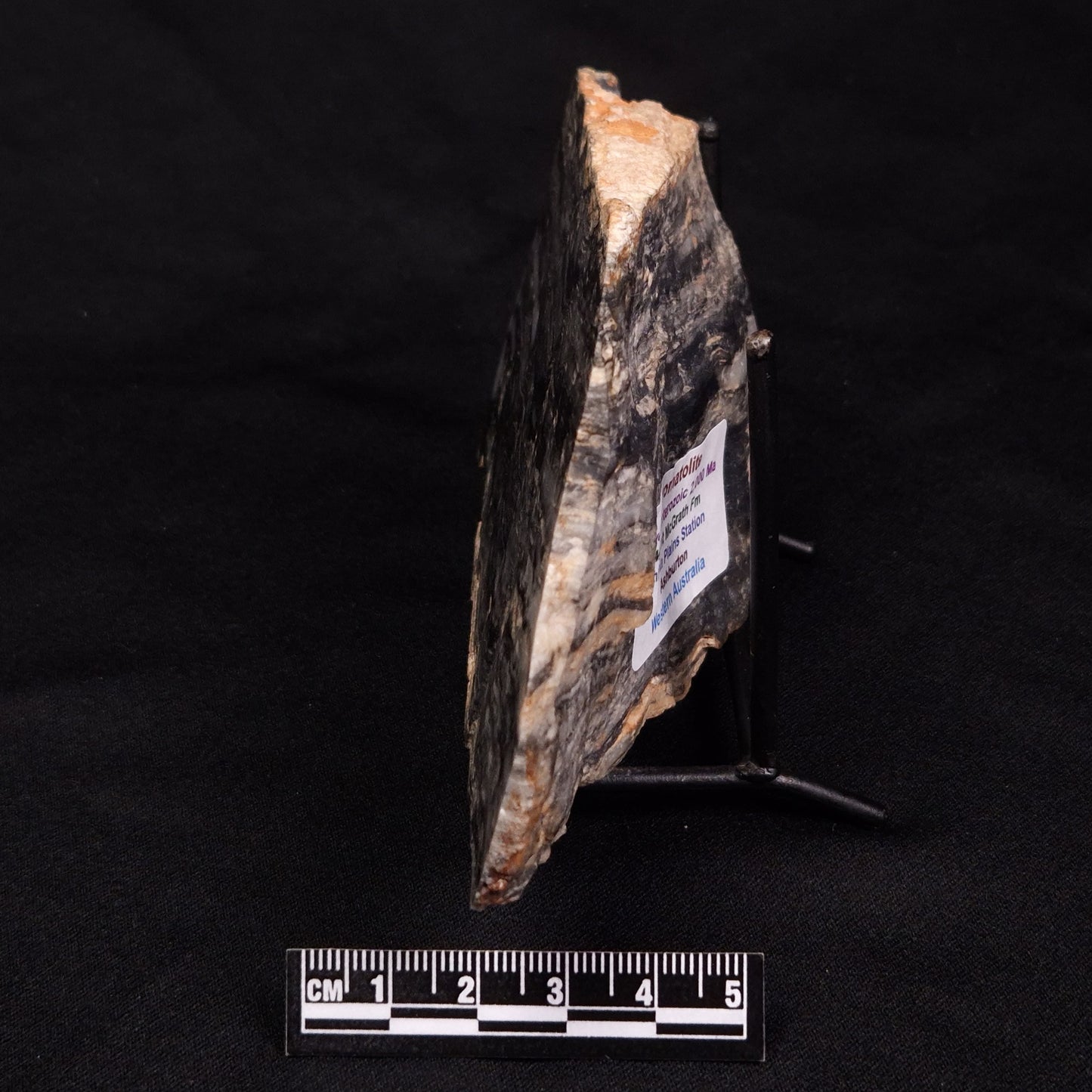 MOUNT MCGRATH STROMATOLITE, Lower Proterozoic, Australia ZMG030