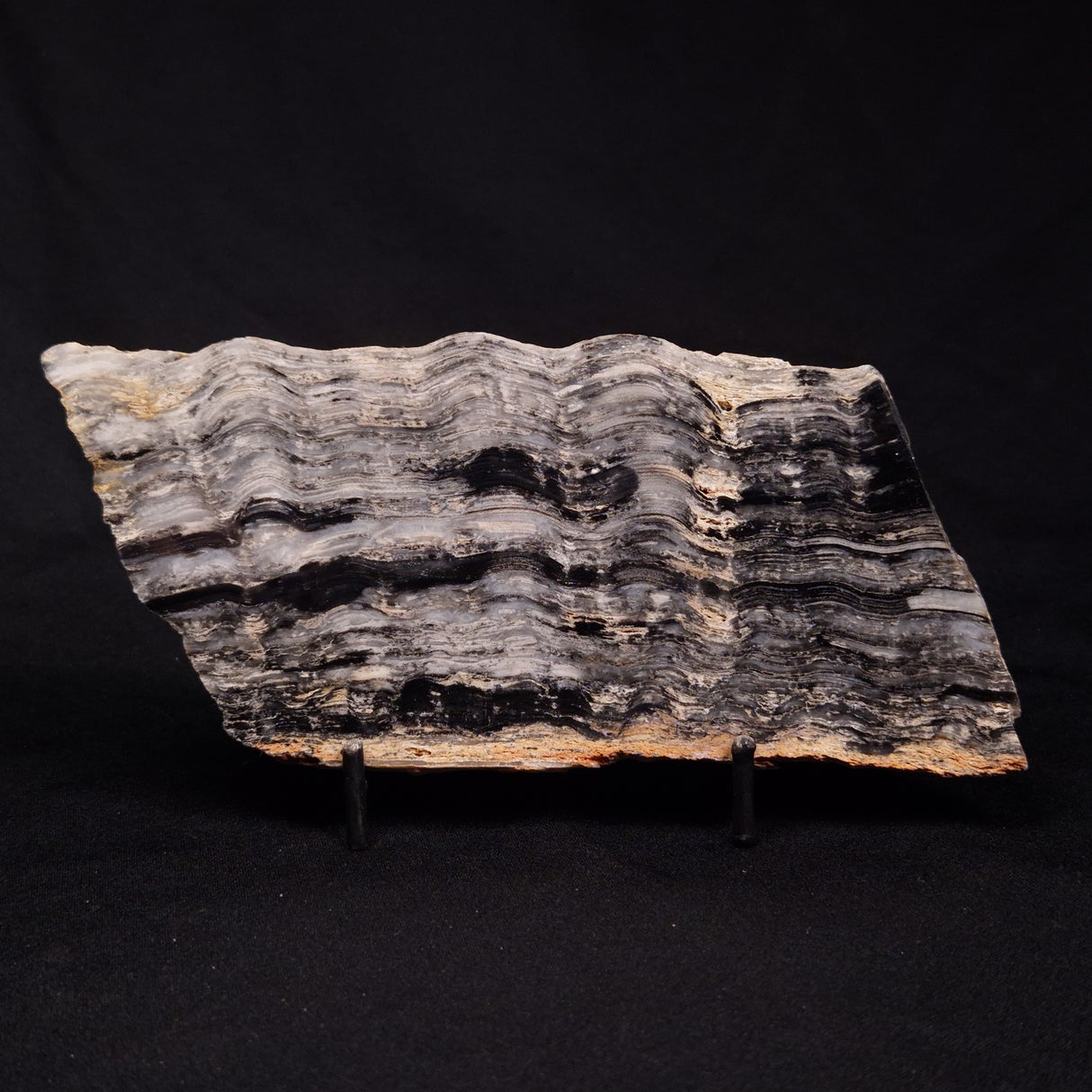 MOUNT MCGRATH STROMATOLITE, Lower Proterozoic, Australia ZMG032
