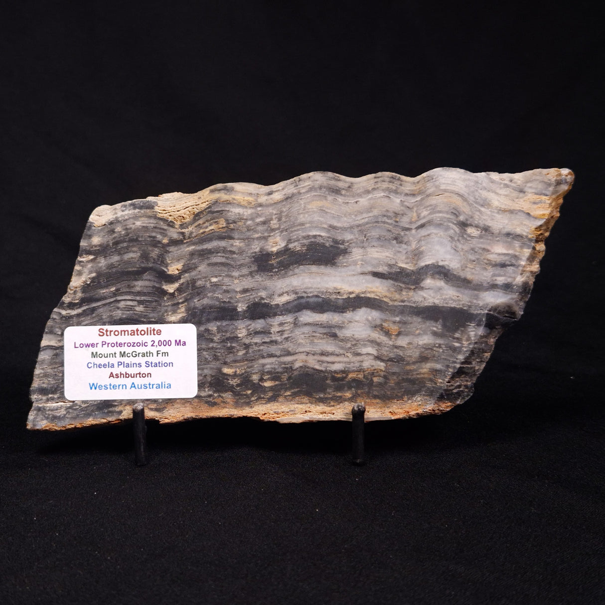 MOUNT MCGRATH STROMATOLITE, Lower Proterozoic, Australia ZMG032