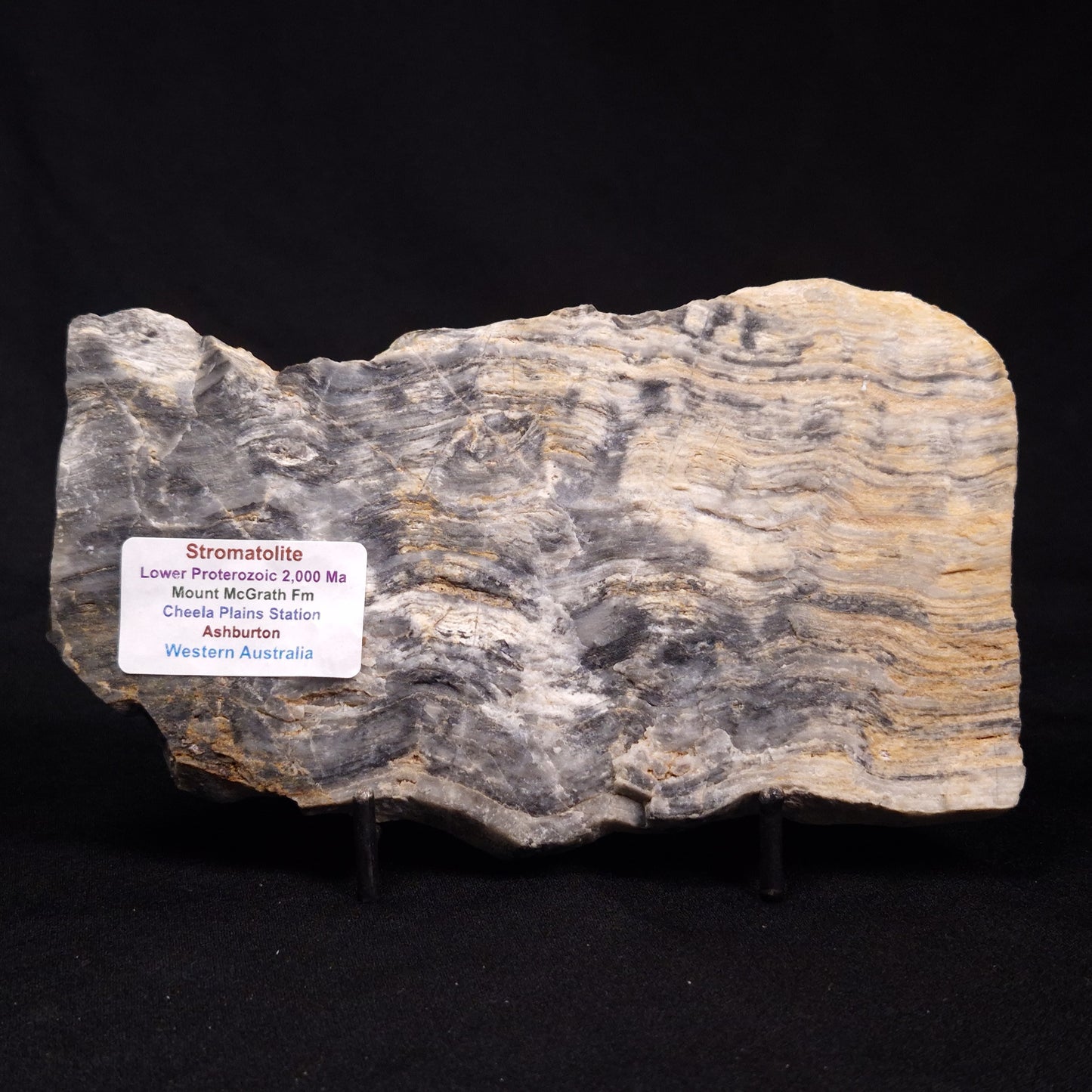 MOUNT MCGRATH STROMATOLITE, Lower Proterozoic, Australia ZMG033