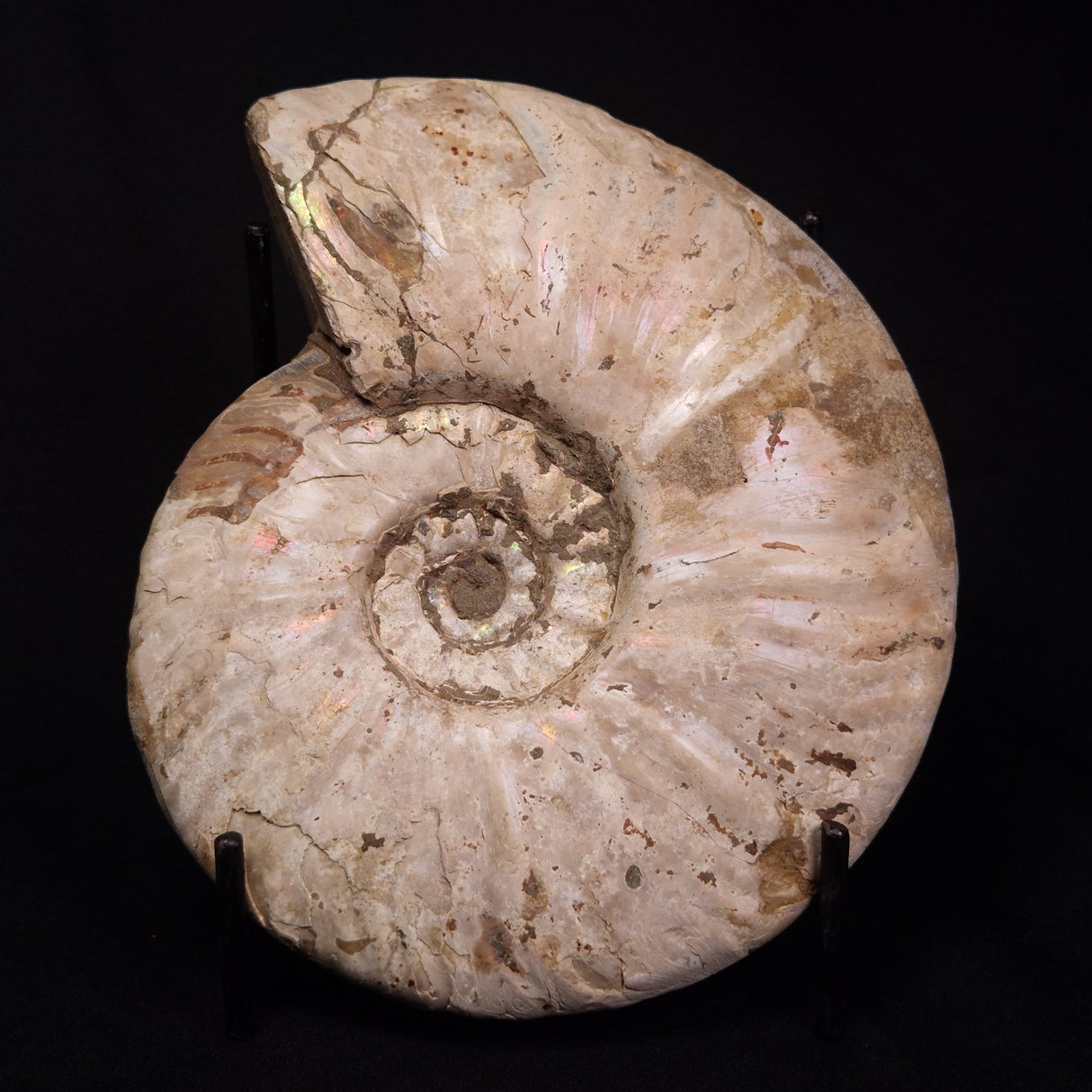AMMONITE, Cretaceous, Madagascar XAM001