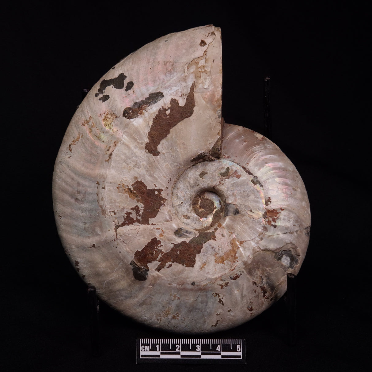 AMMONITE, Cretaceous, Madagascar XAM002