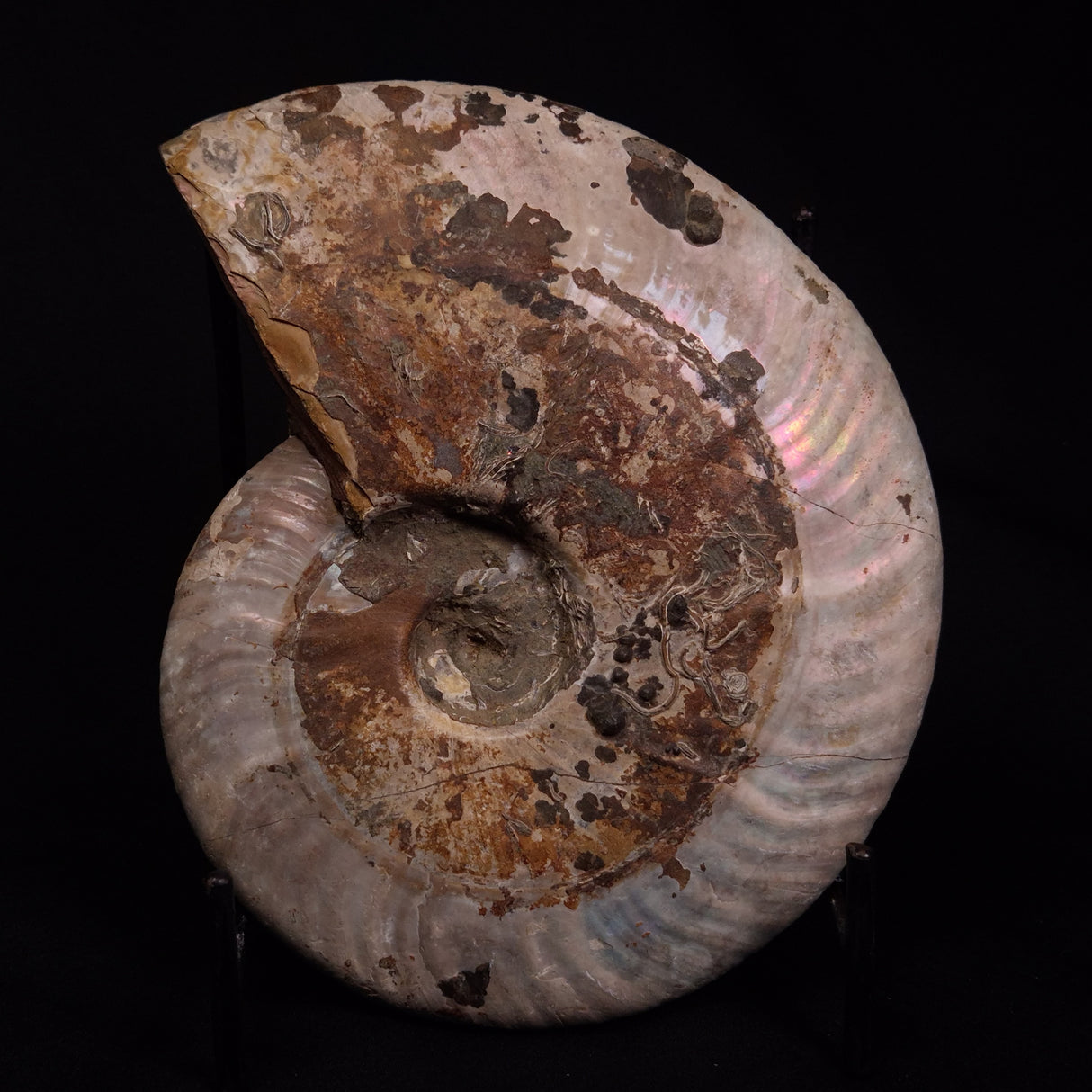 AMMONITE, Cretaceous, Madagascar XAM002