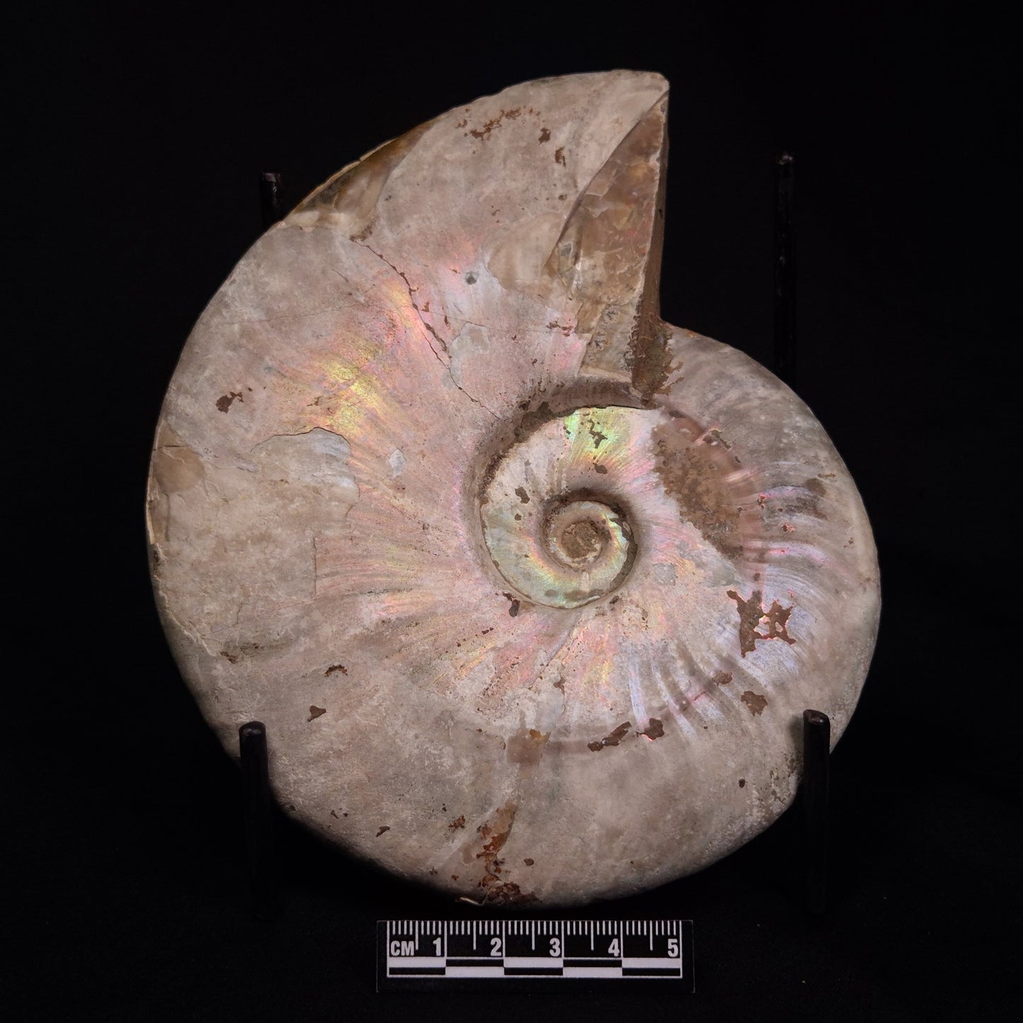AMMONITE, Cretaceous, Madagascar XAM003