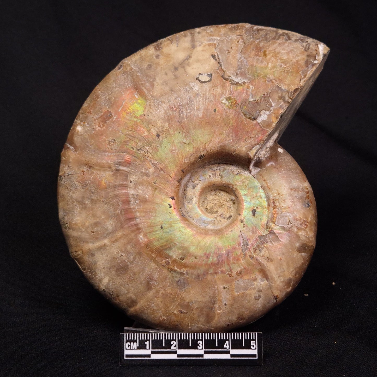 AMMONITE, Cretaceous, Madagascar XAM004