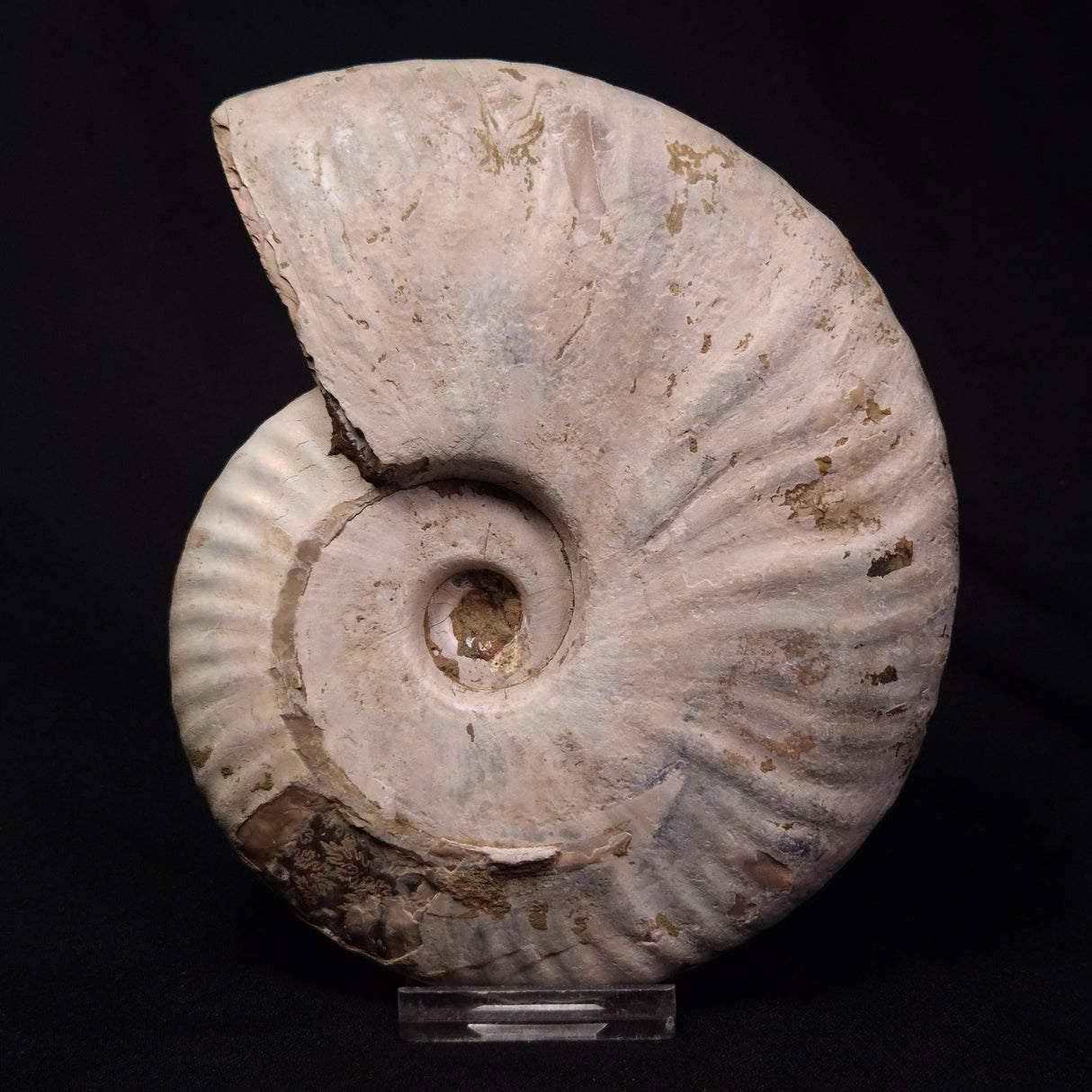 AMMONITE, Cretaceous, Madagascar XAM005