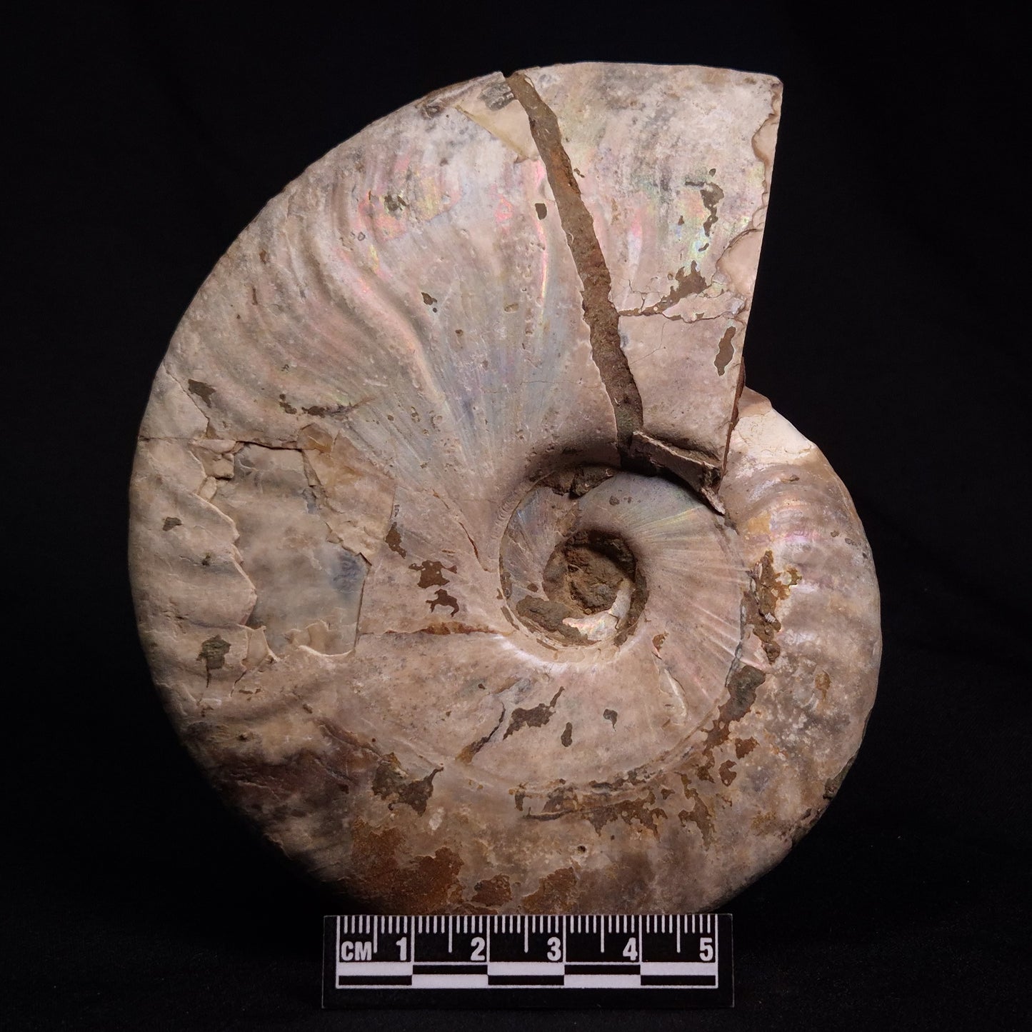 AMMONITE, Cretaceous, Madagascar XAM006