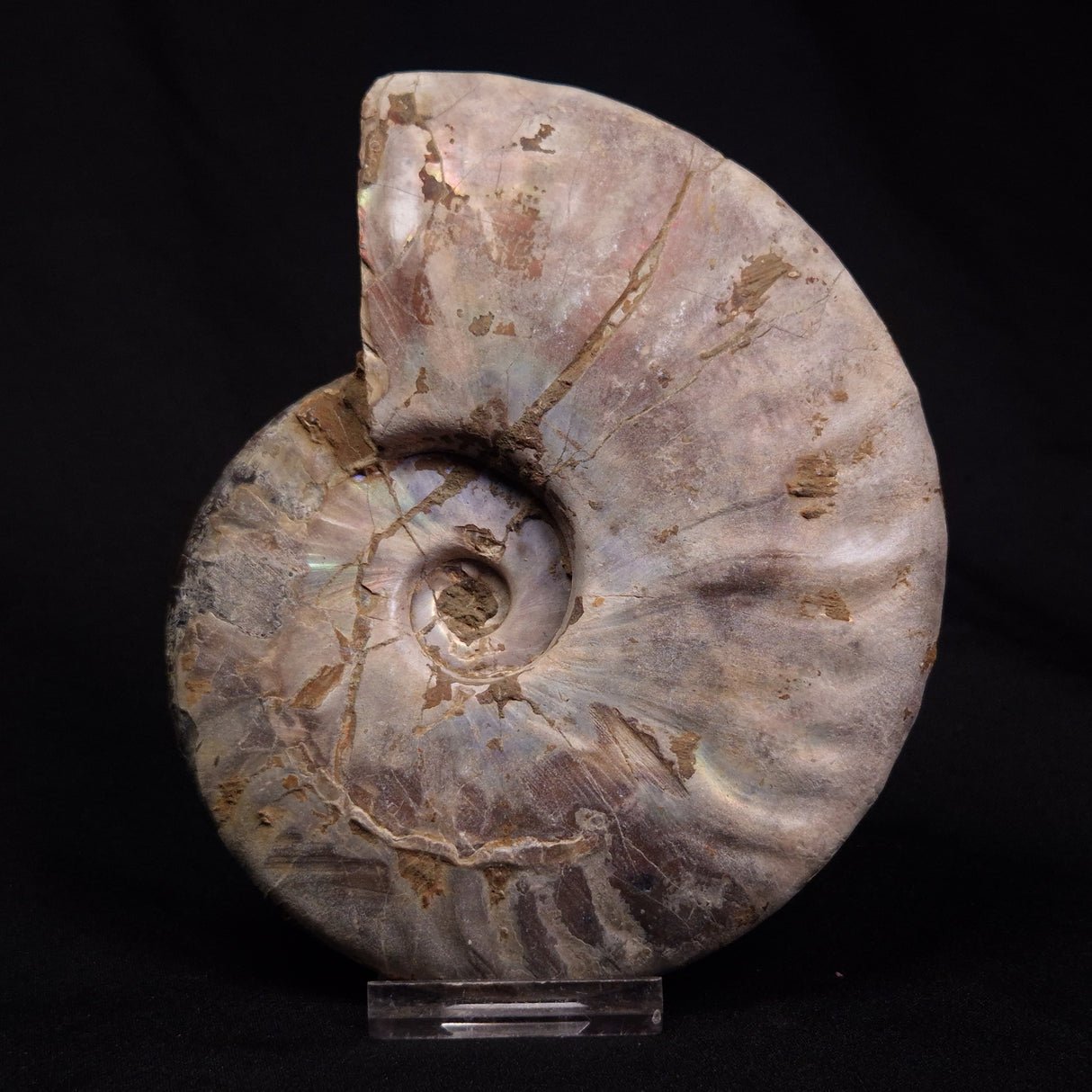 AMMONITE, Cretaceous, Madagascar XAM007