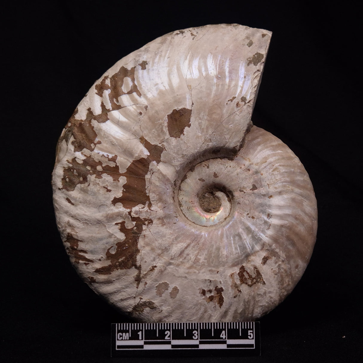 AMMONITE, Cretaceous, Madagascar XAM008