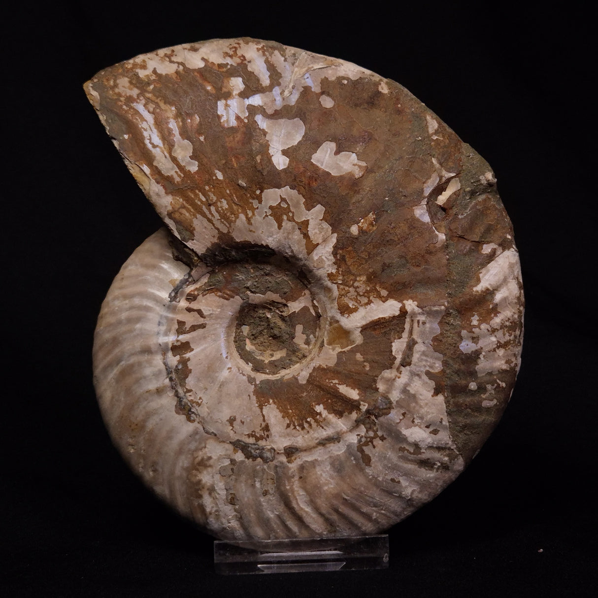 AMMONITE, Cretaceous, Madagascar XAM008