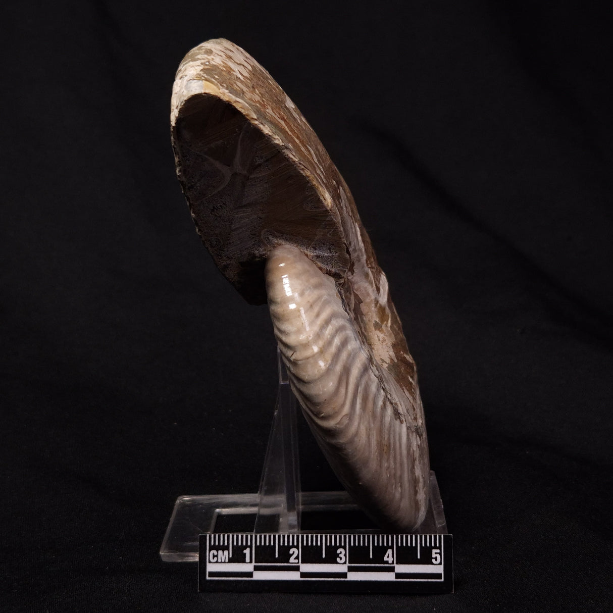 AMMONITE, Cretaceous, Madagascar XAM008