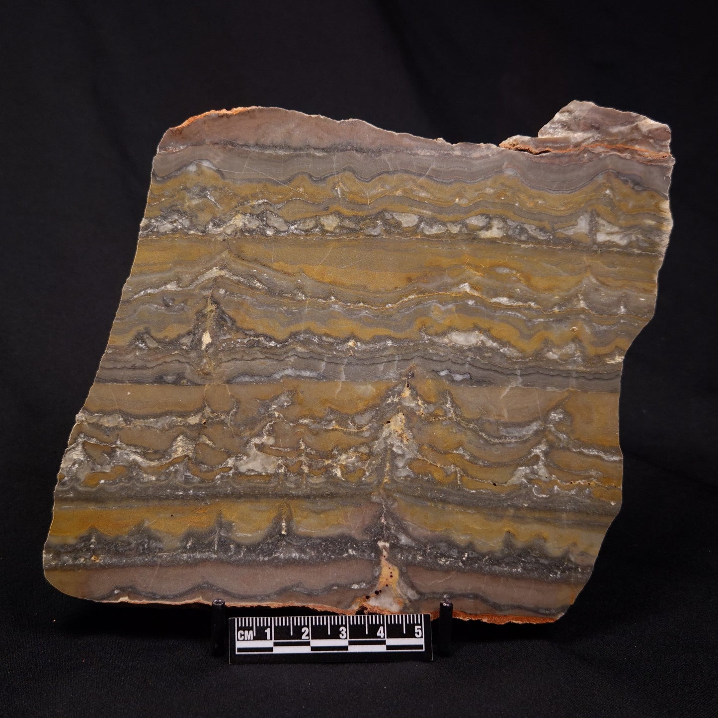 STROMATOLITE, Duck Creek, Lower Proterozoic, Australia ZDC016