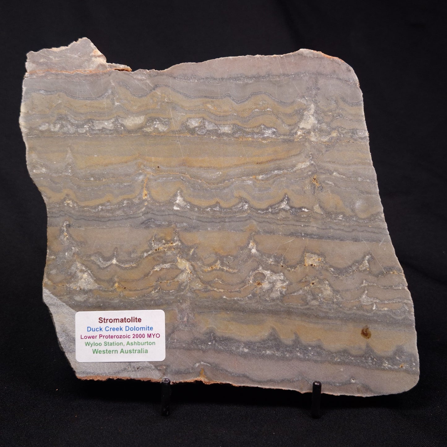 STROMATOLITE, Duck Creek, Lower Proterozoic, Australia ZDC016