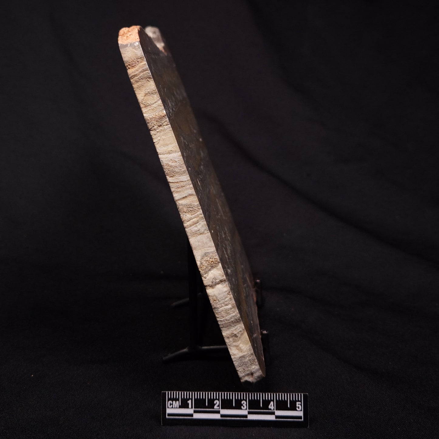 STROMATOLITE, Duck Creek, Lower Proterozoic, Australia ZDC016