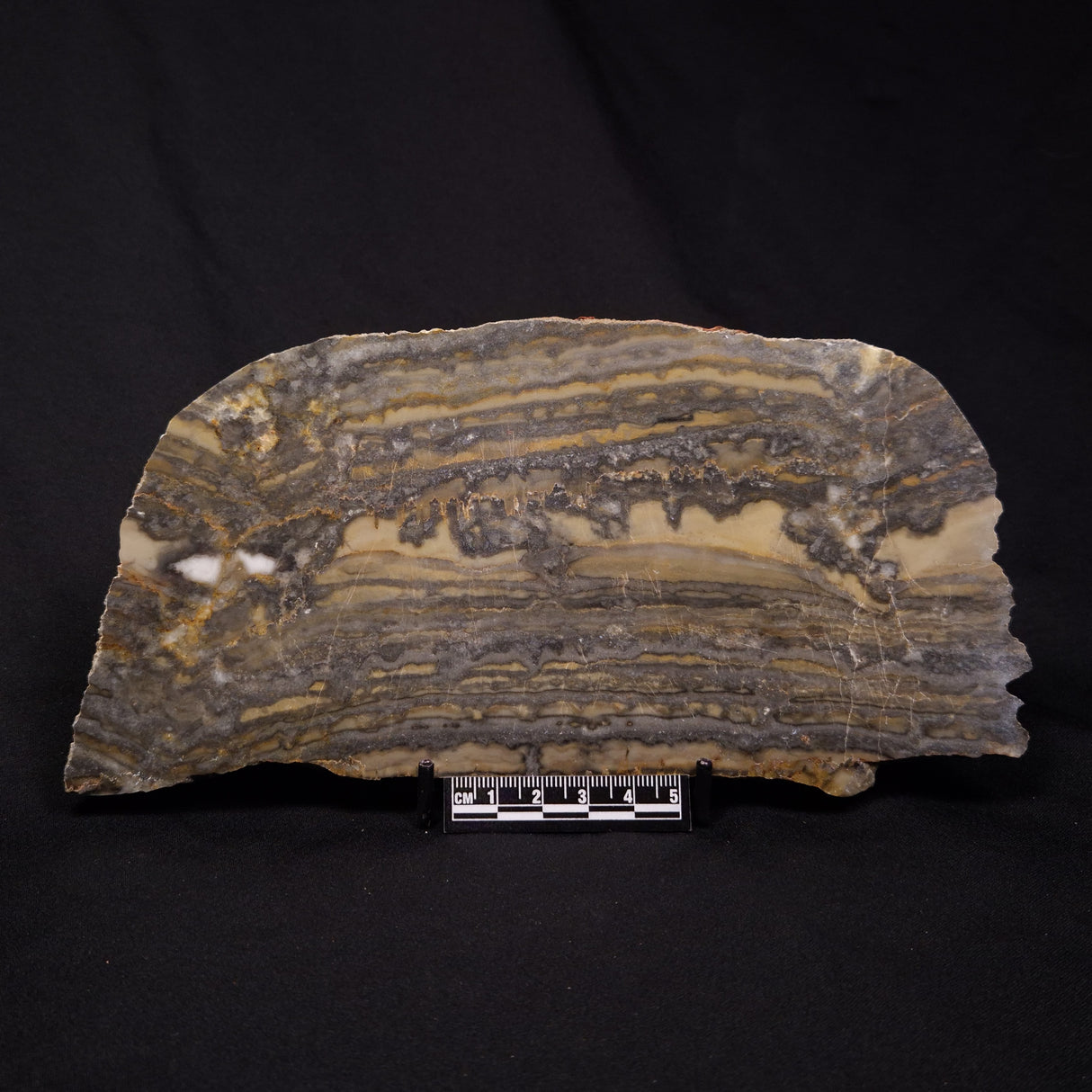 STROMATOLITE, Duck Creek, Lower Proterozoic, Australia ZDC017