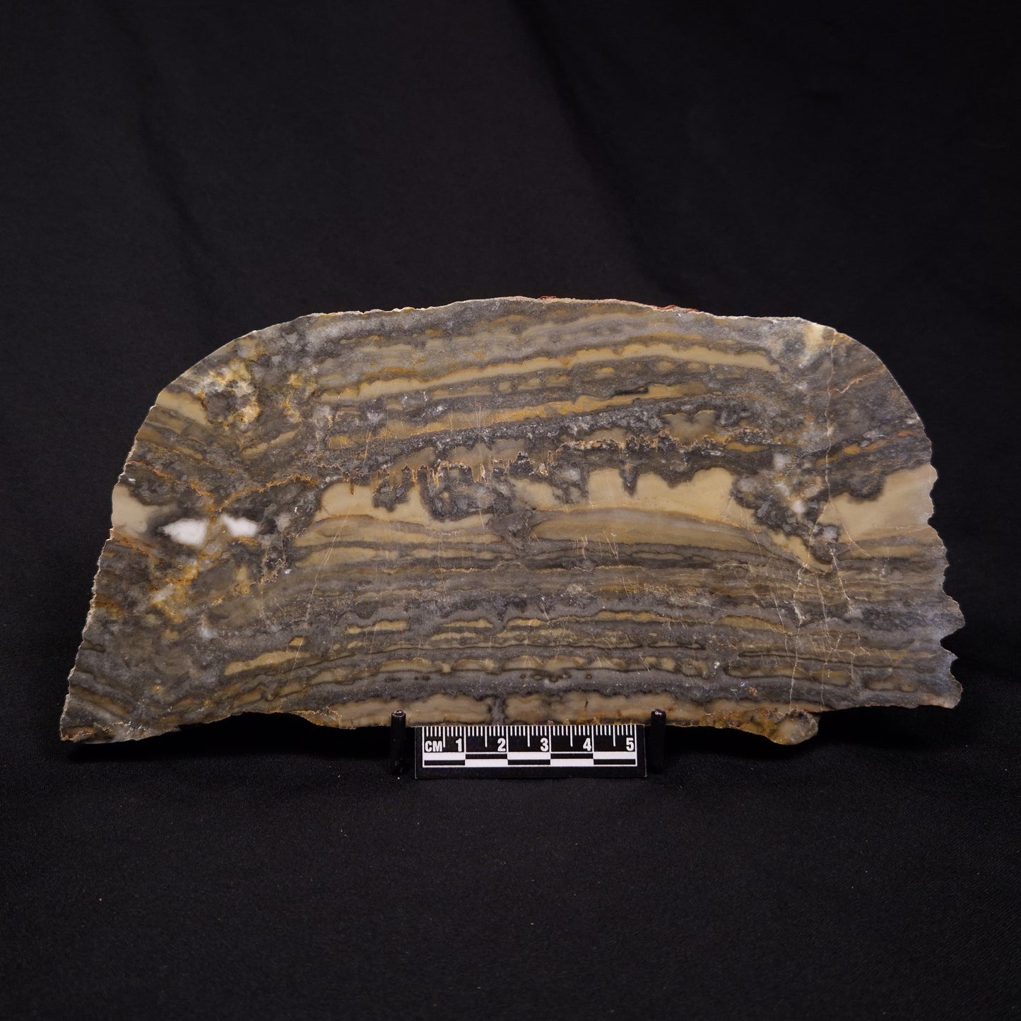 STROMATOLITE, Duck Creek, Lower Proterozoic, Australia ZDC017