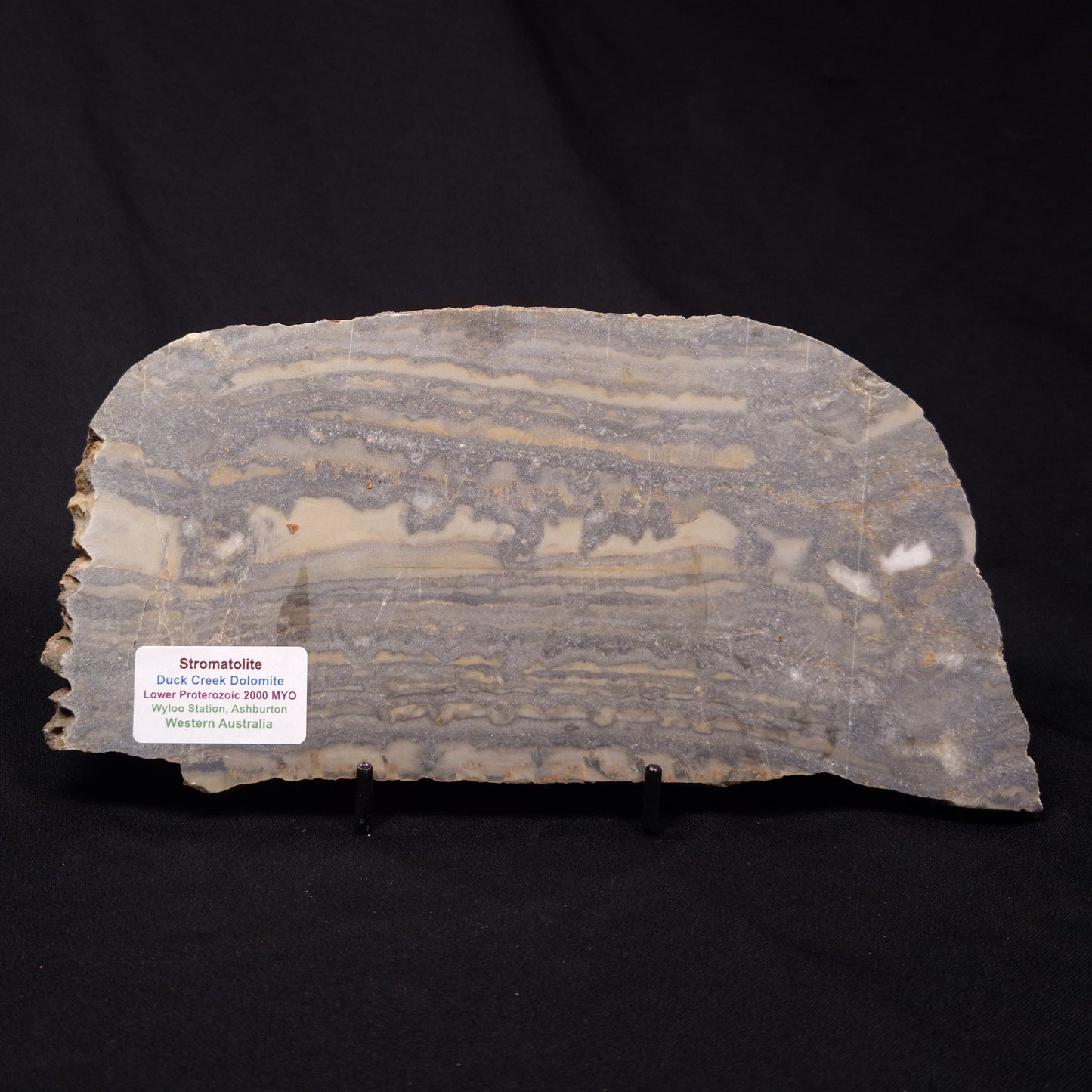 STROMATOLITE, Duck Creek, Lower Proterozoic, Australia ZDC017