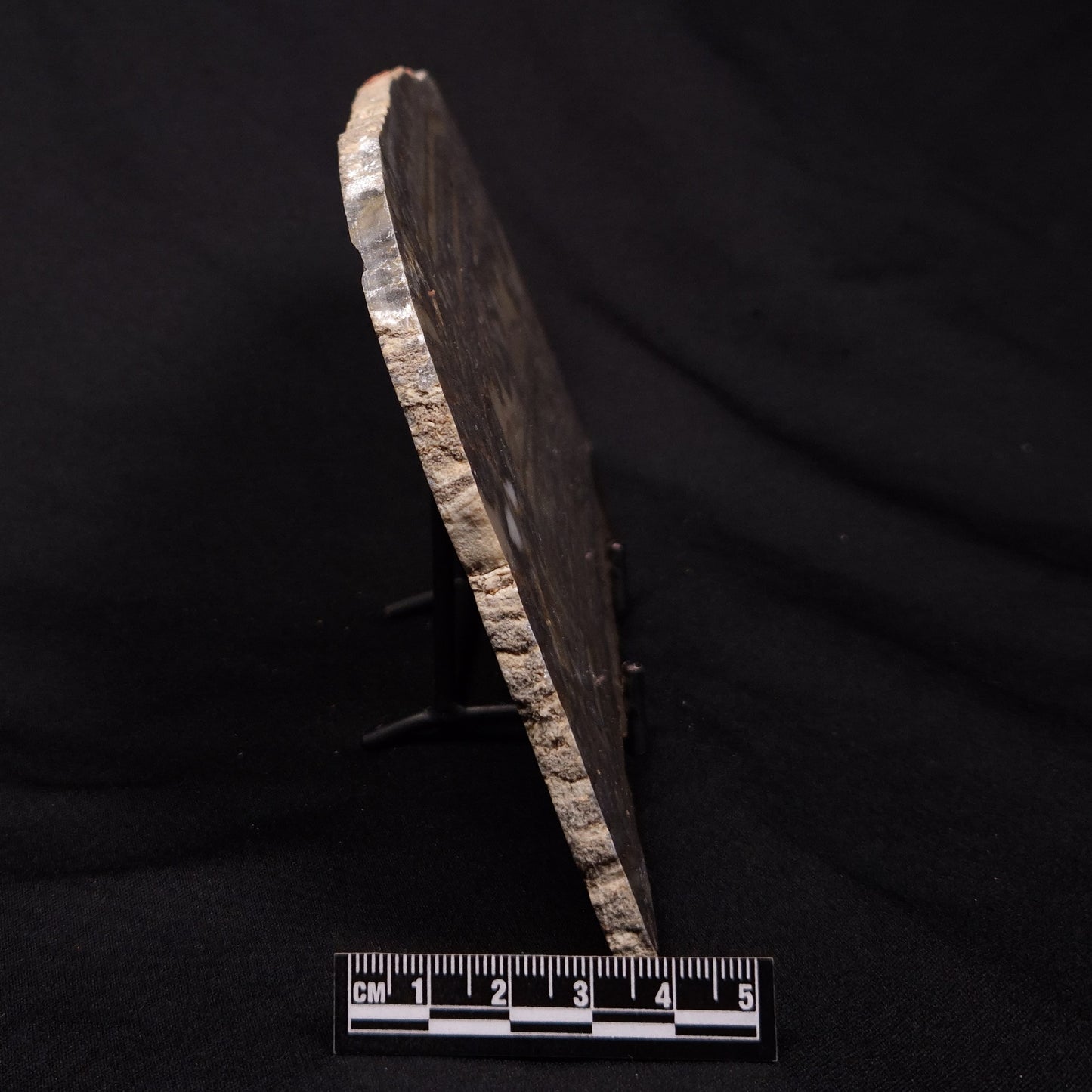 STROMATOLITE, Duck Creek, Lower Proterozoic, Australia ZDC017