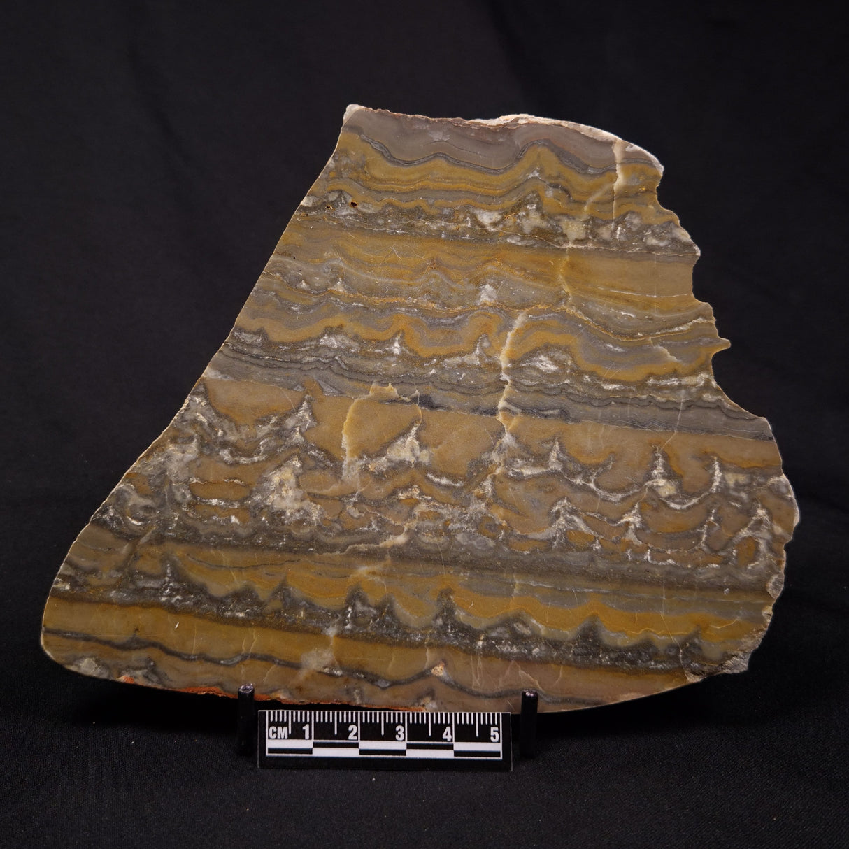 STROMATOLITE, Duck Creek, Lower Proterozoic, Australia ZDC018