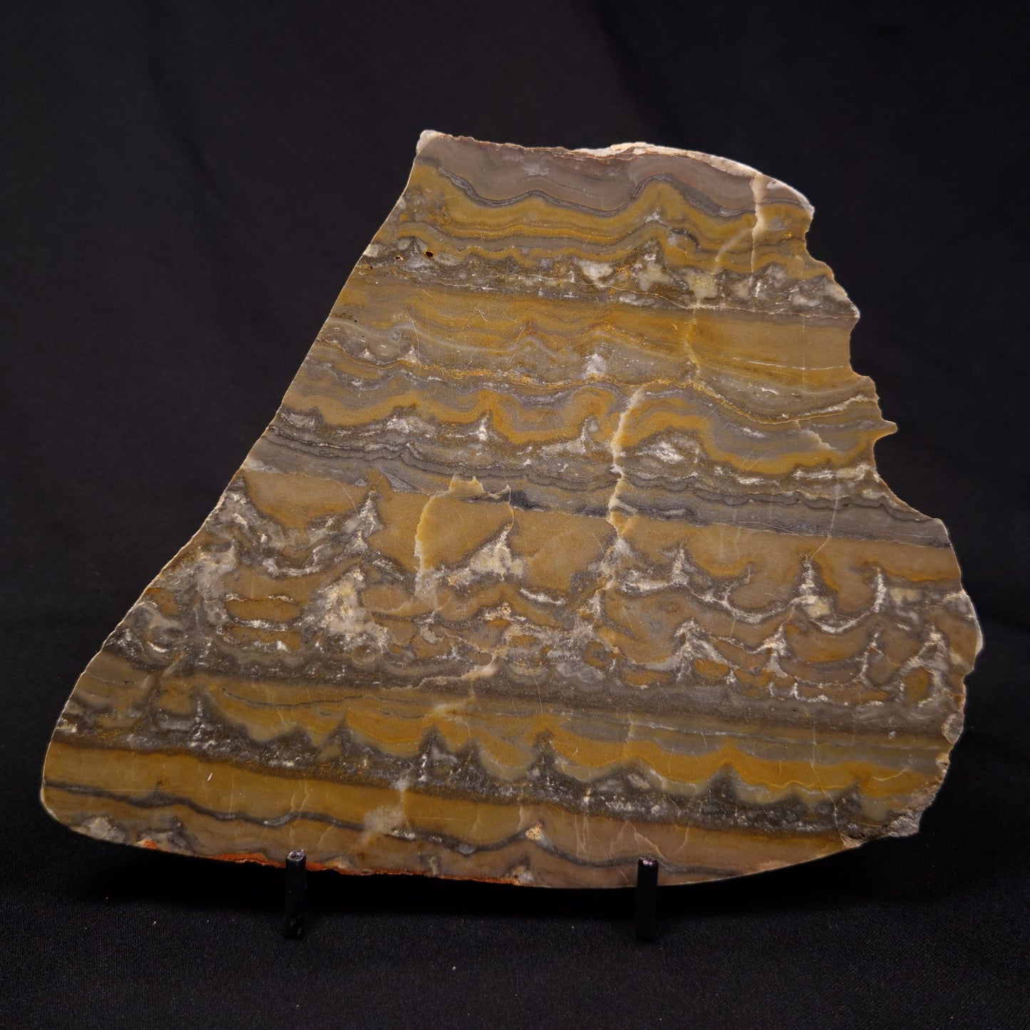 STROMATOLITE, Duck Creek, Lower Proterozoic, Australia ZDC018