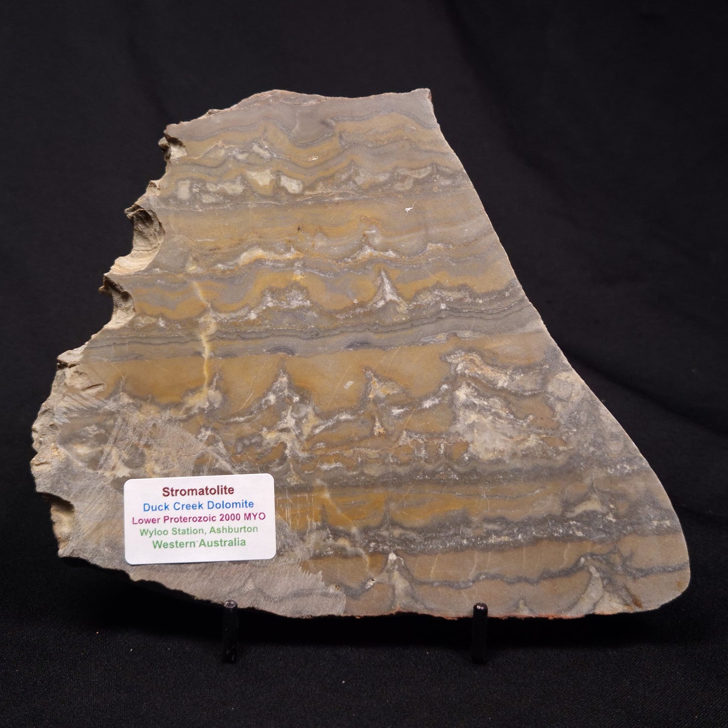 STROMATOLITE, Duck Creek, Lower Proterozoic, Australia ZDC018