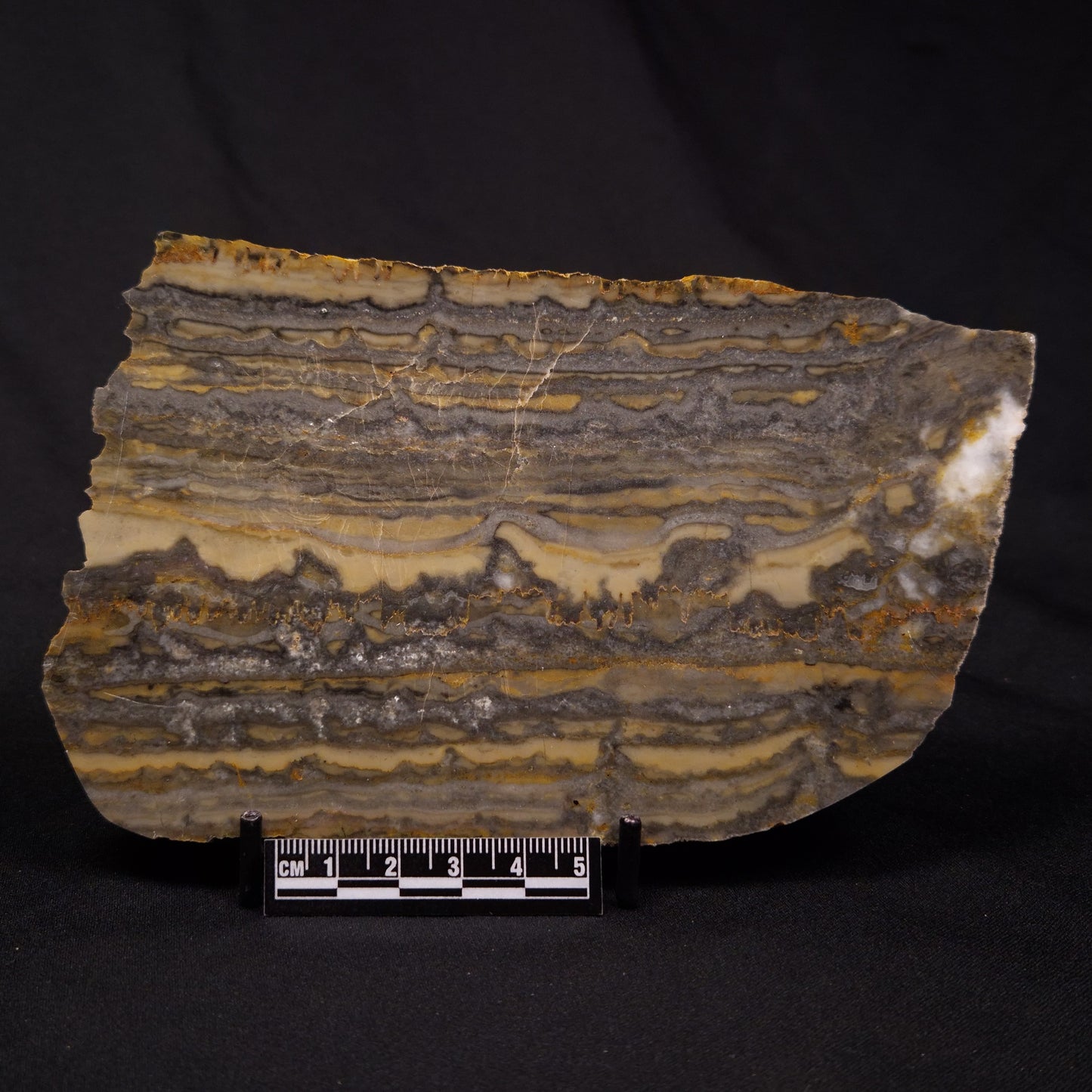 STROMATOLITE, Duck Creek, Lower Proterozoic, Australia ZDC019