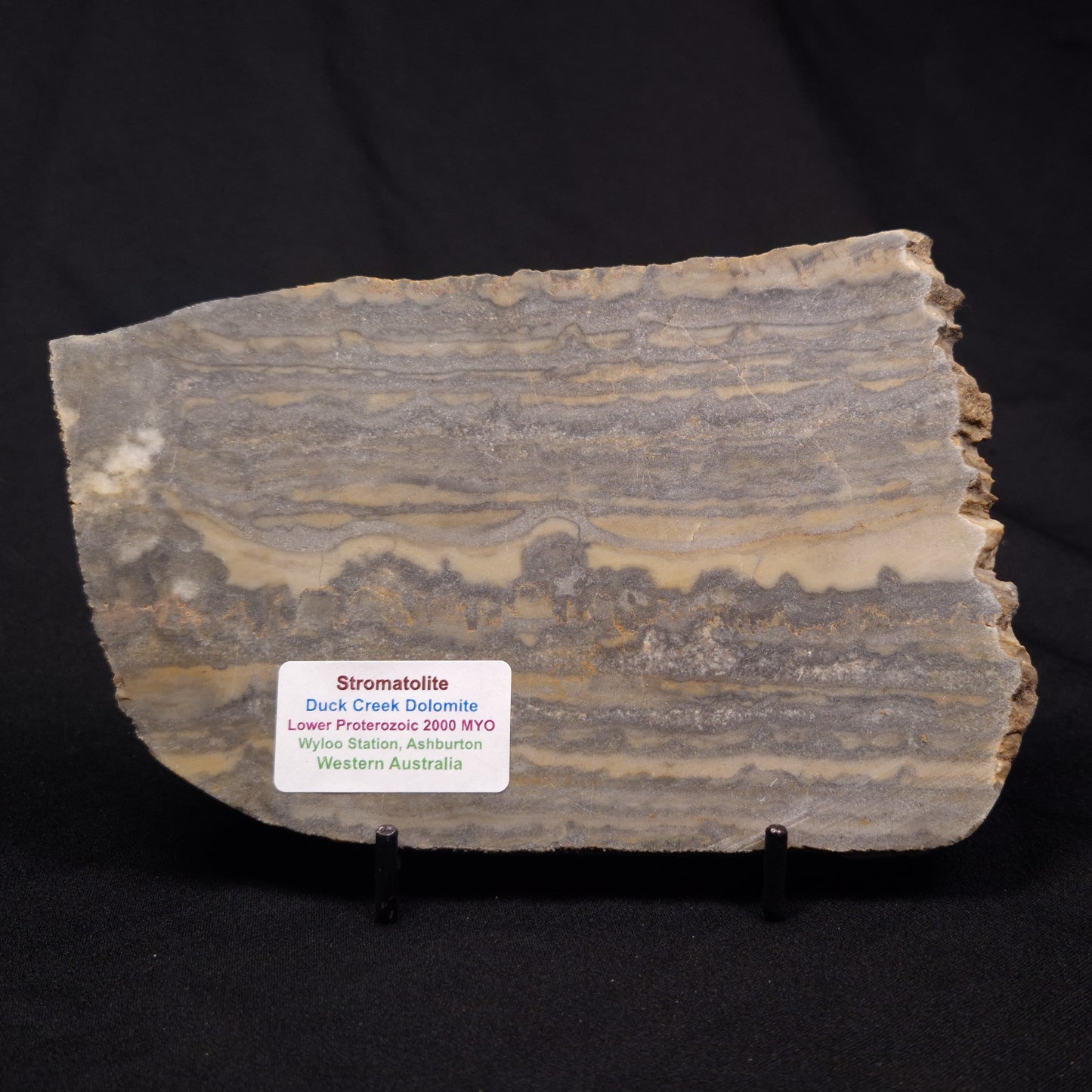 STROMATOLITE, Duck Creek, Lower Proterozoic, Australia ZDC019