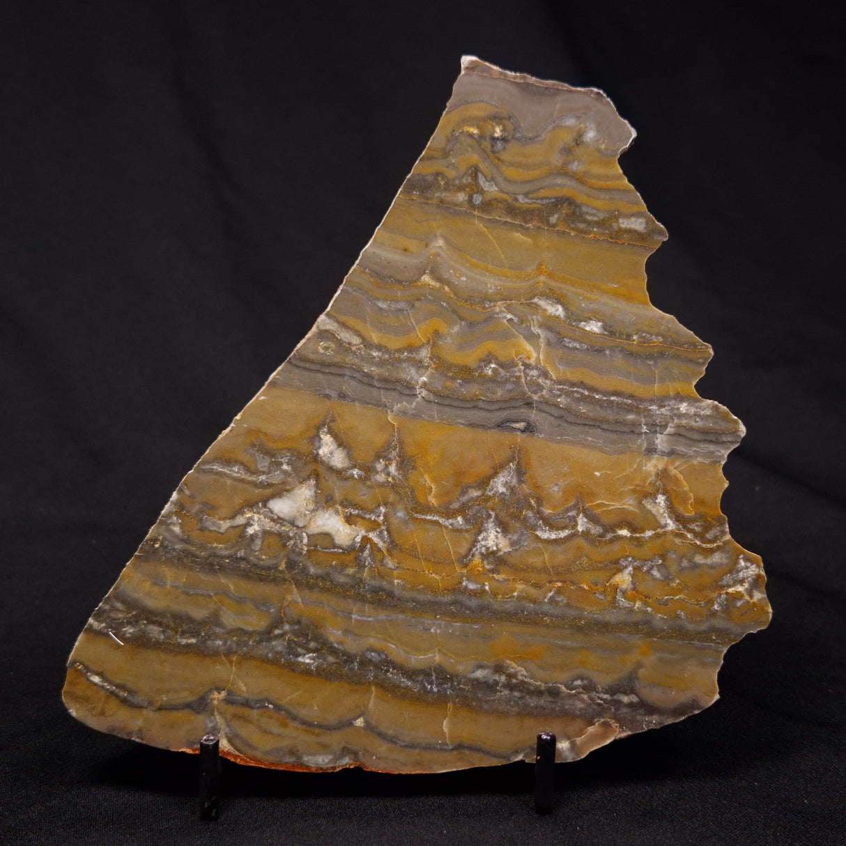 STROMATOLITE, Duck Creek, Lower Proterozoic, Australia ZDC020