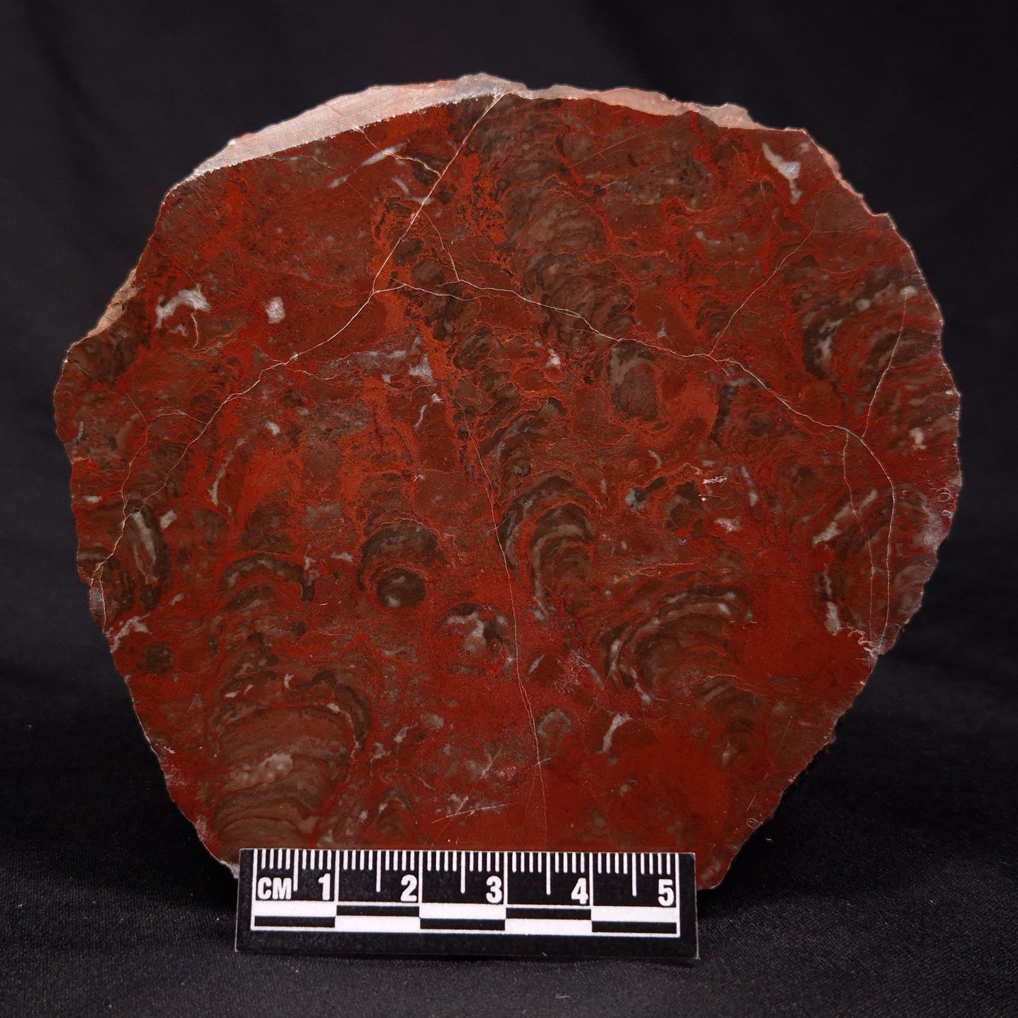 INZERIA INTIA STROMATOLITE, Proterozoic, Australia ZII001