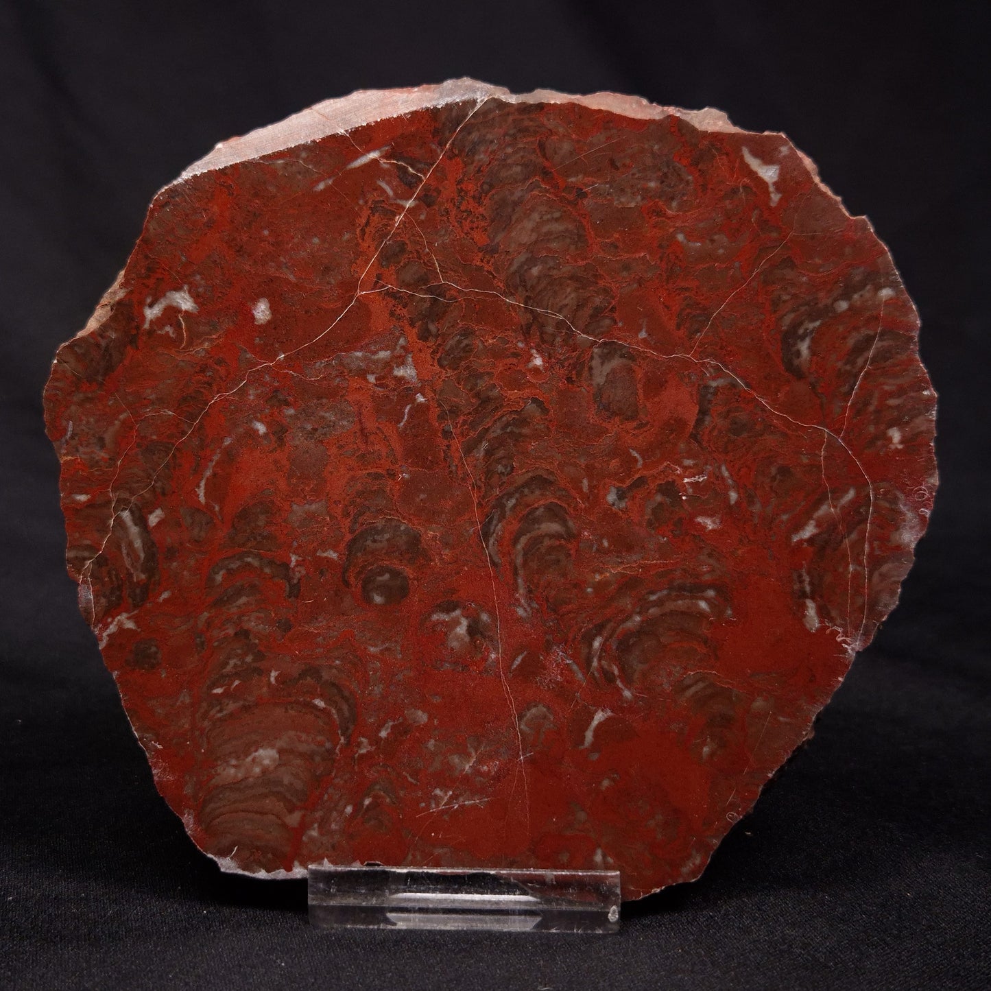 INZERIA INTIA STROMATOLITE, Proterozoic, Australia ZII001