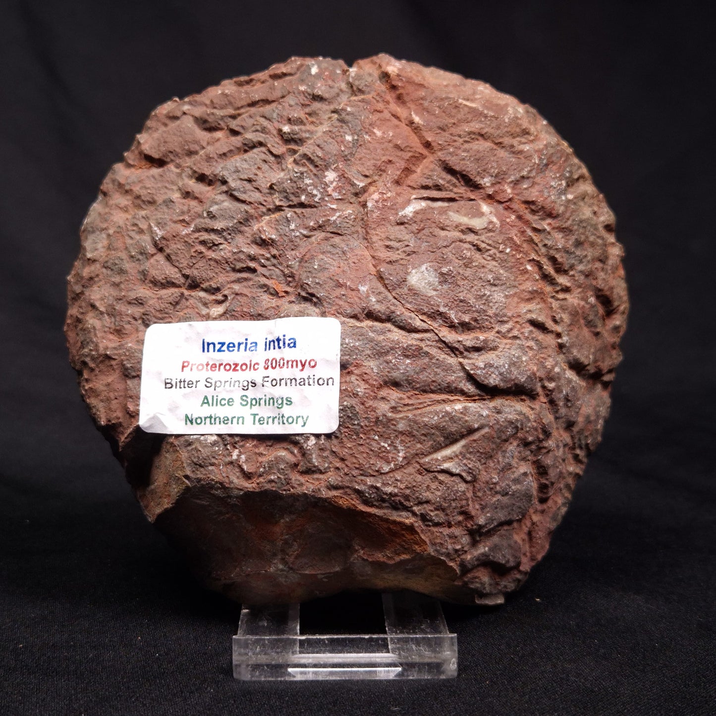 INZERIA INTIA STROMATOLITE, Proterozoic, Australia ZII001