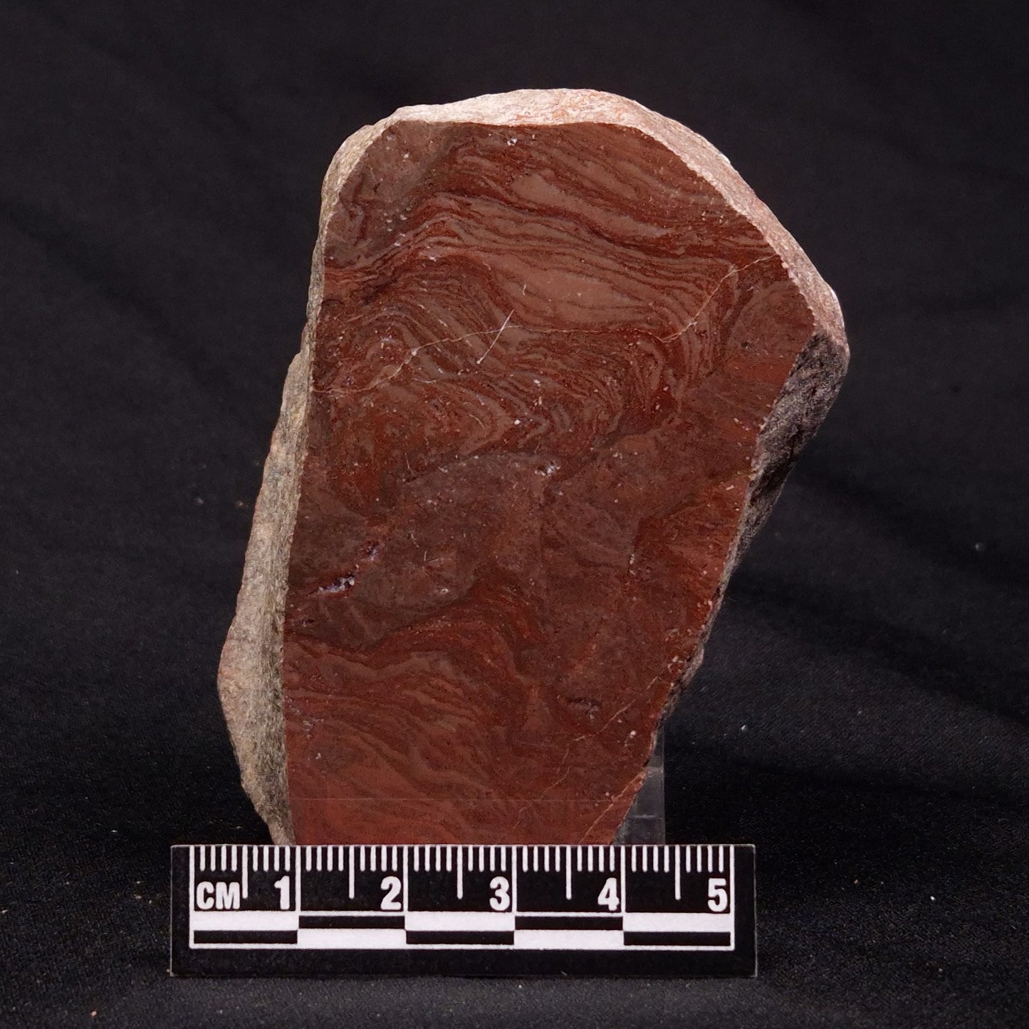 INZERIA INTIA STROMATOLITE, Proterozoic, Australia ZII005