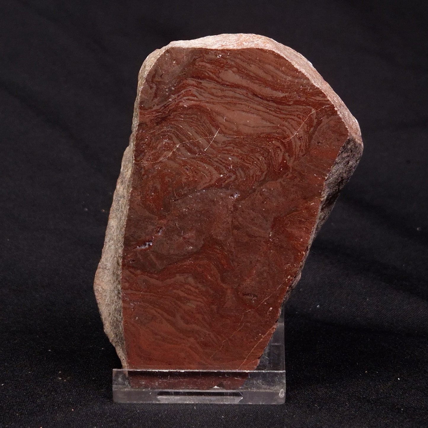 INZERIA INTIA STROMATOLITE, Proterozoic, Australia ZII005