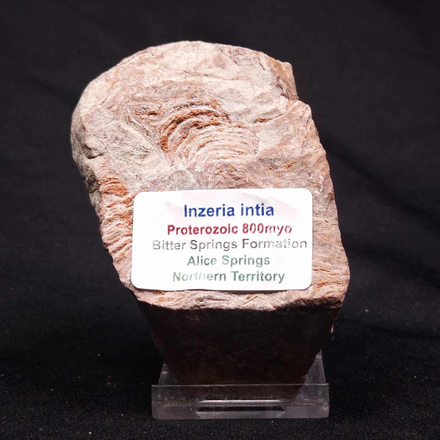 INZERIA INTIA STROMATOLITE, Proterozoic, Australia ZII005