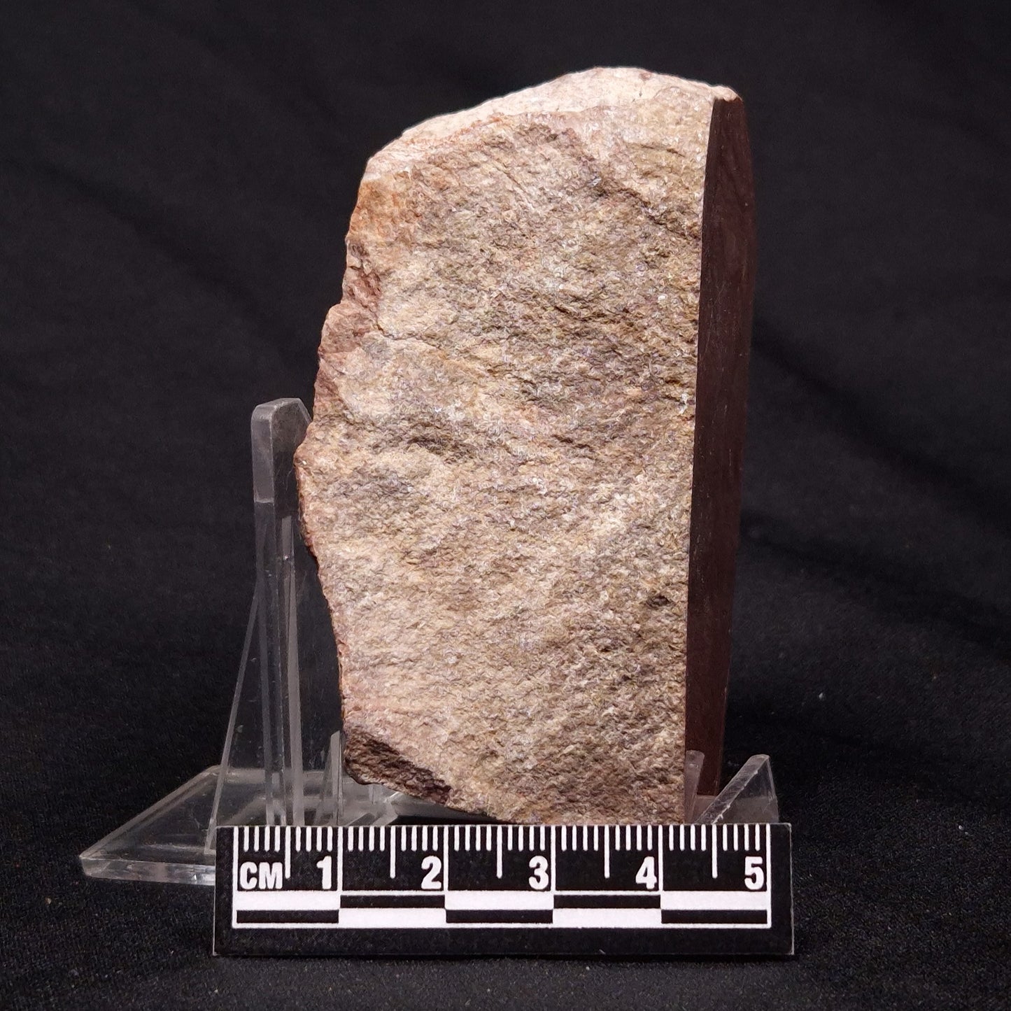 INZERIA INTIA STROMATOLITE, Proterozoic, Australia ZII005