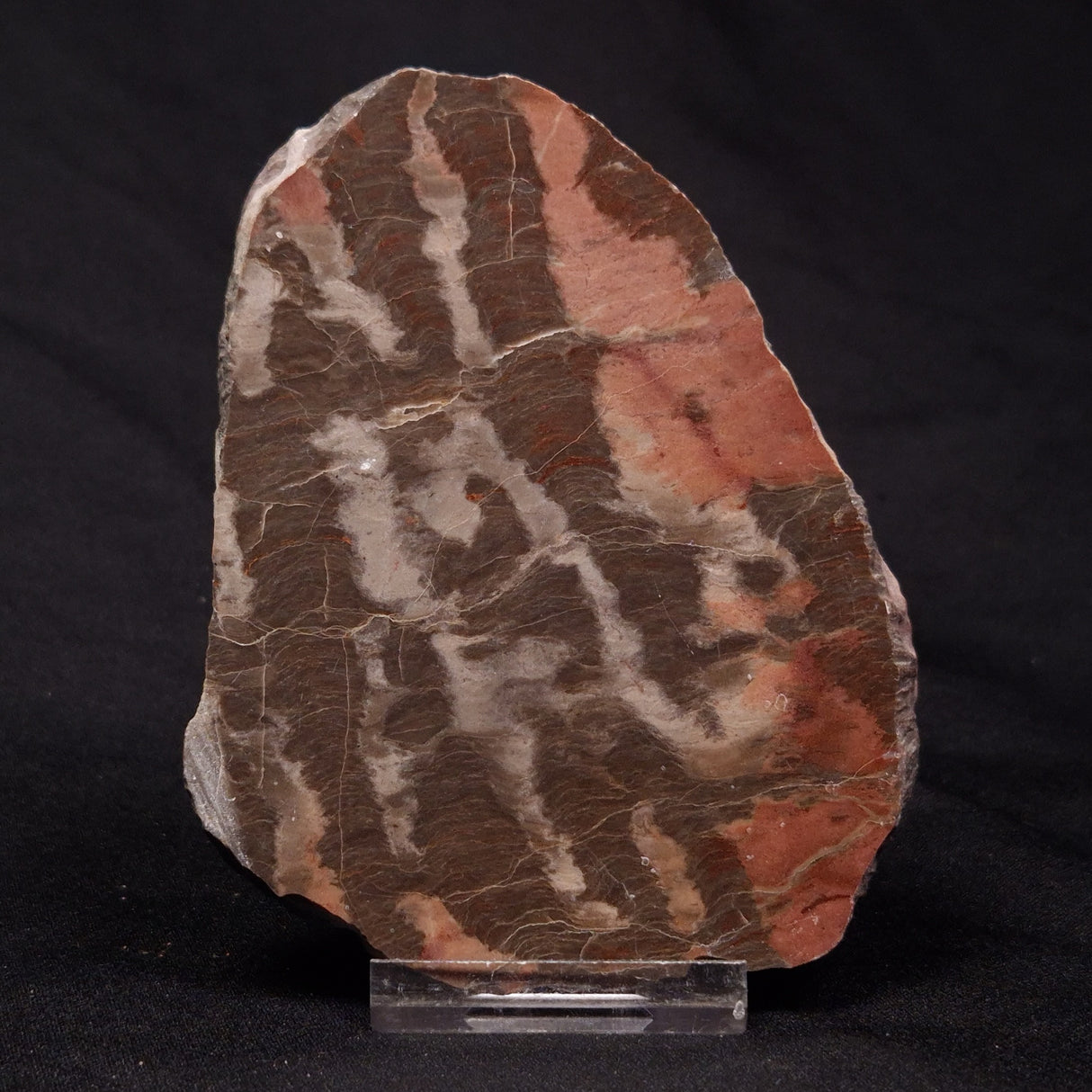 INZERIA INTIA STROMATOLITE, Proterozoic, Australia ZII008