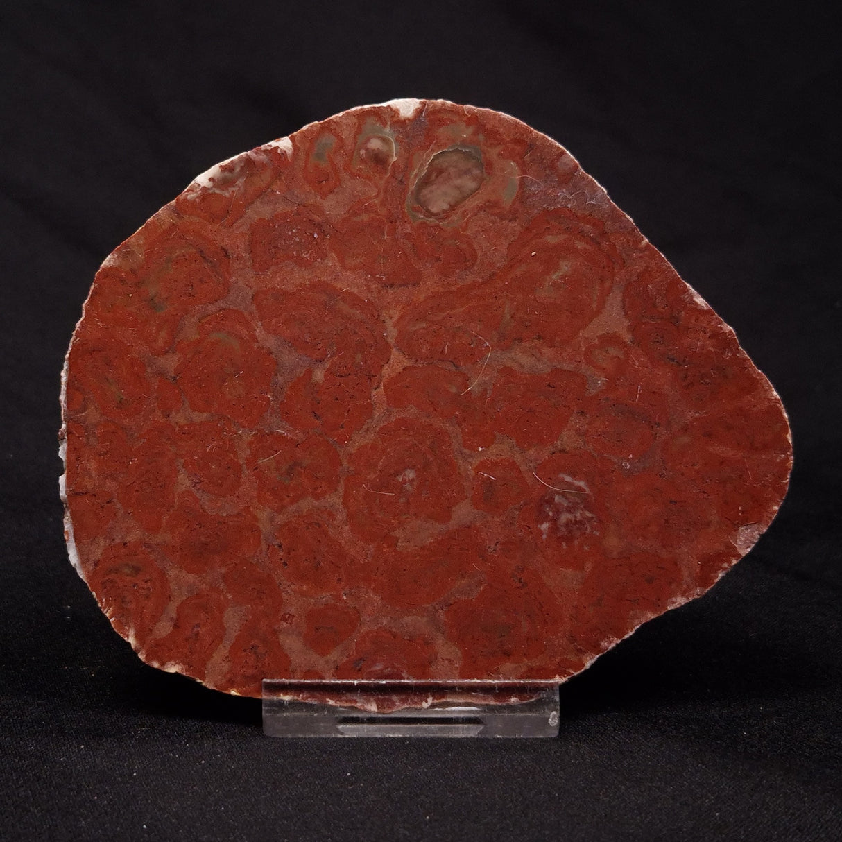 INZERIA INTIA STROMATOLITE, Proterozoic, Australia ZII009